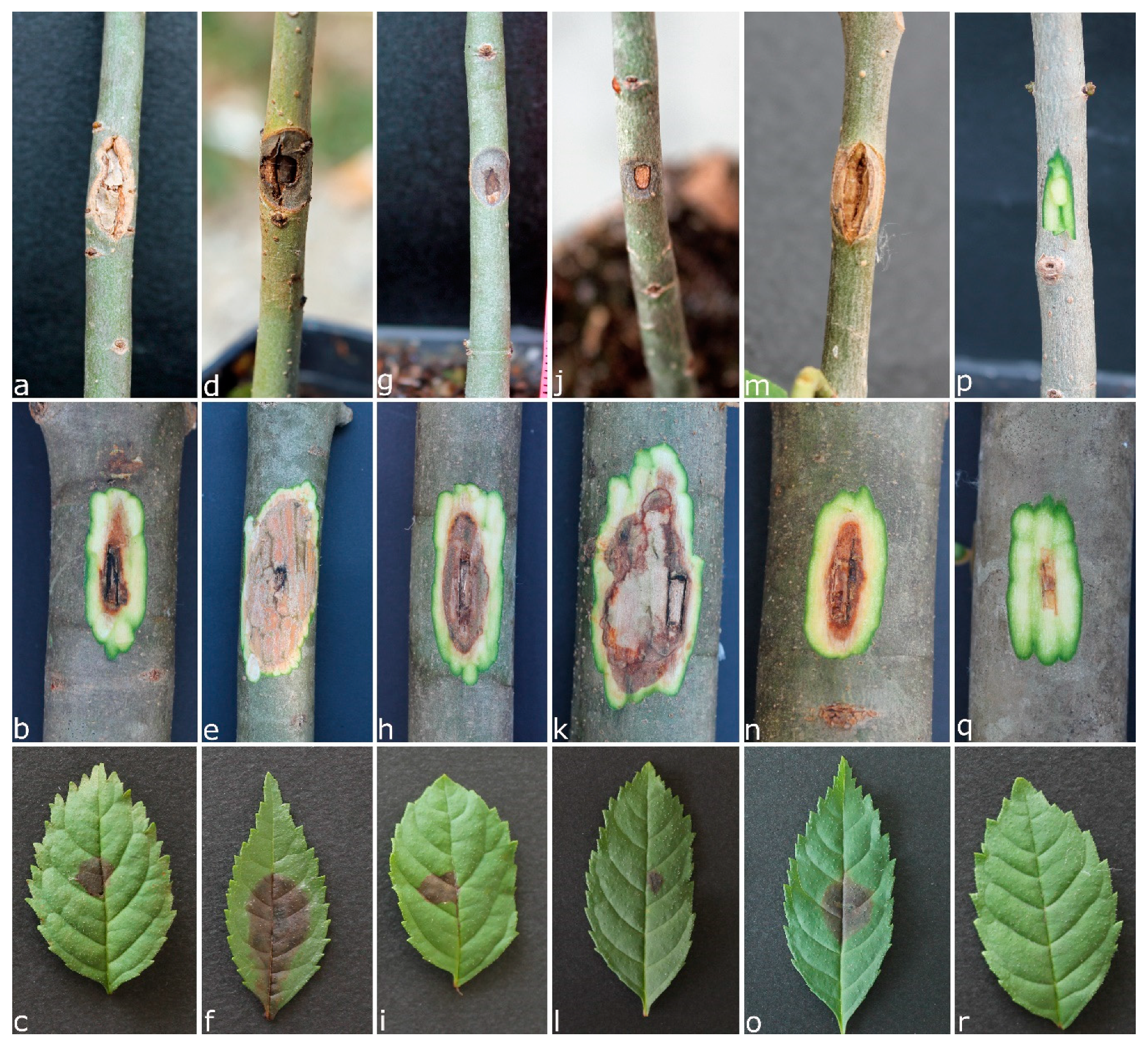 Forests 11 00883 g002 Forests 11 00883 g002