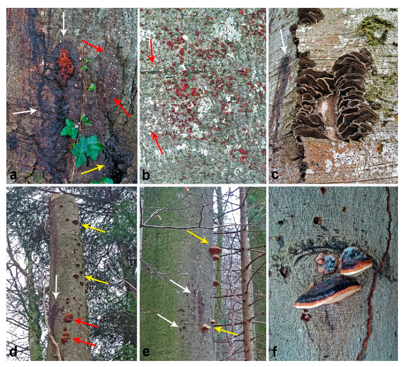 Forests 11 00895 g005