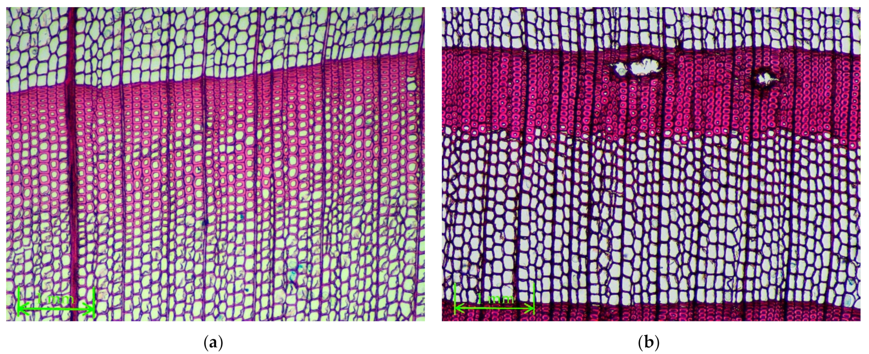 Forests 11 00896 g005a