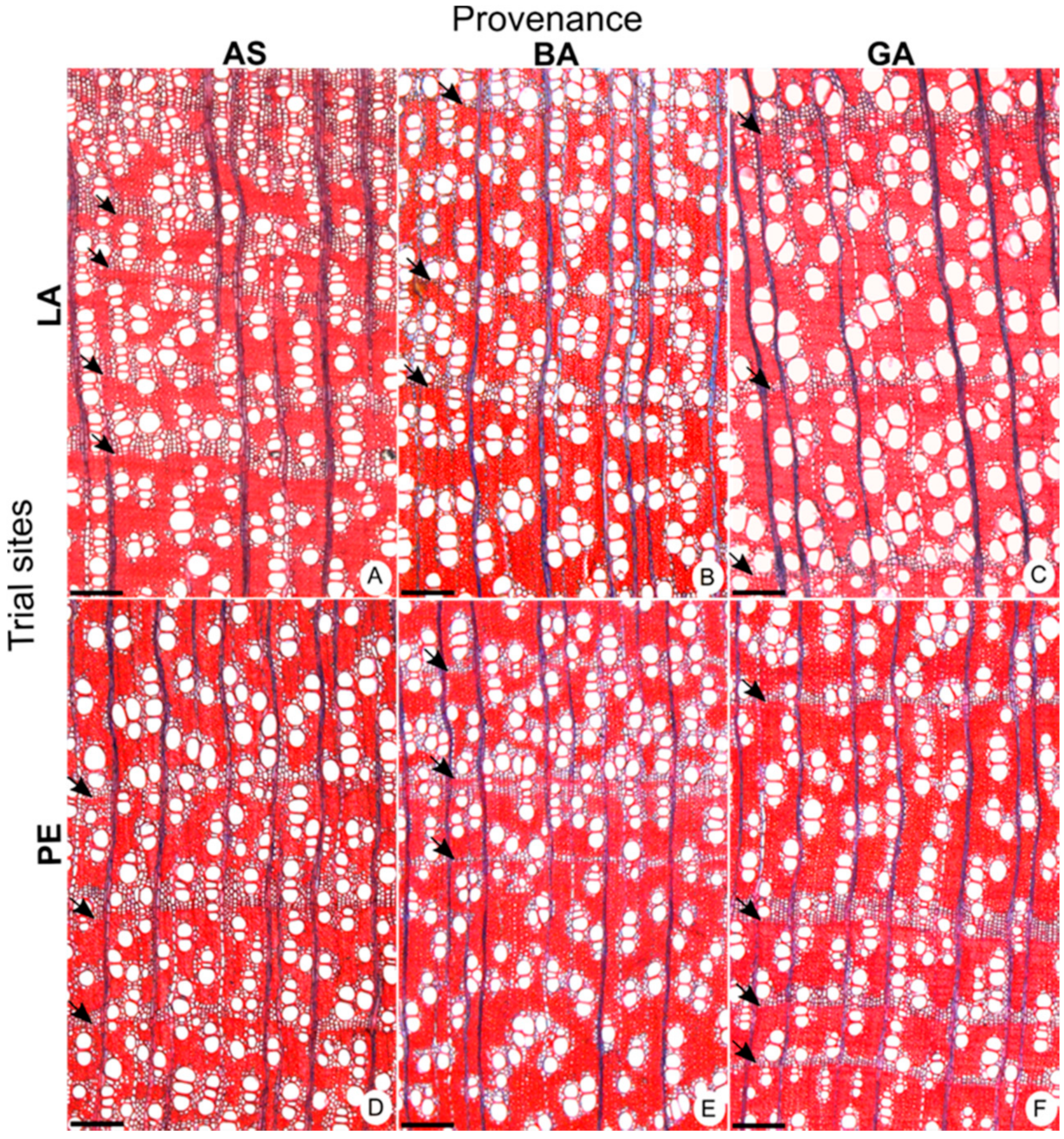 Forests 11 00905 g003 Forests 11 00905 g003