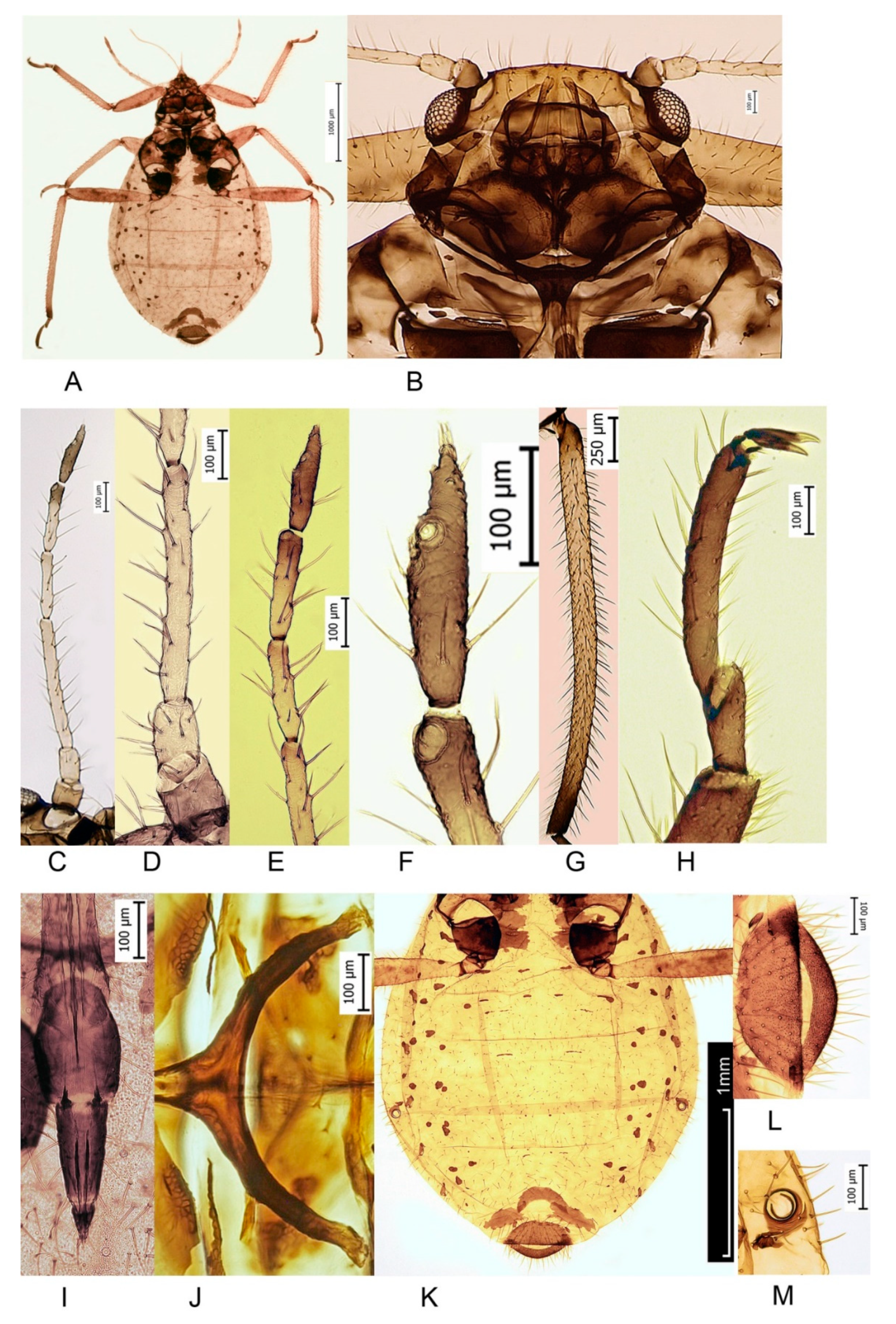 Forests 11 00911 g001