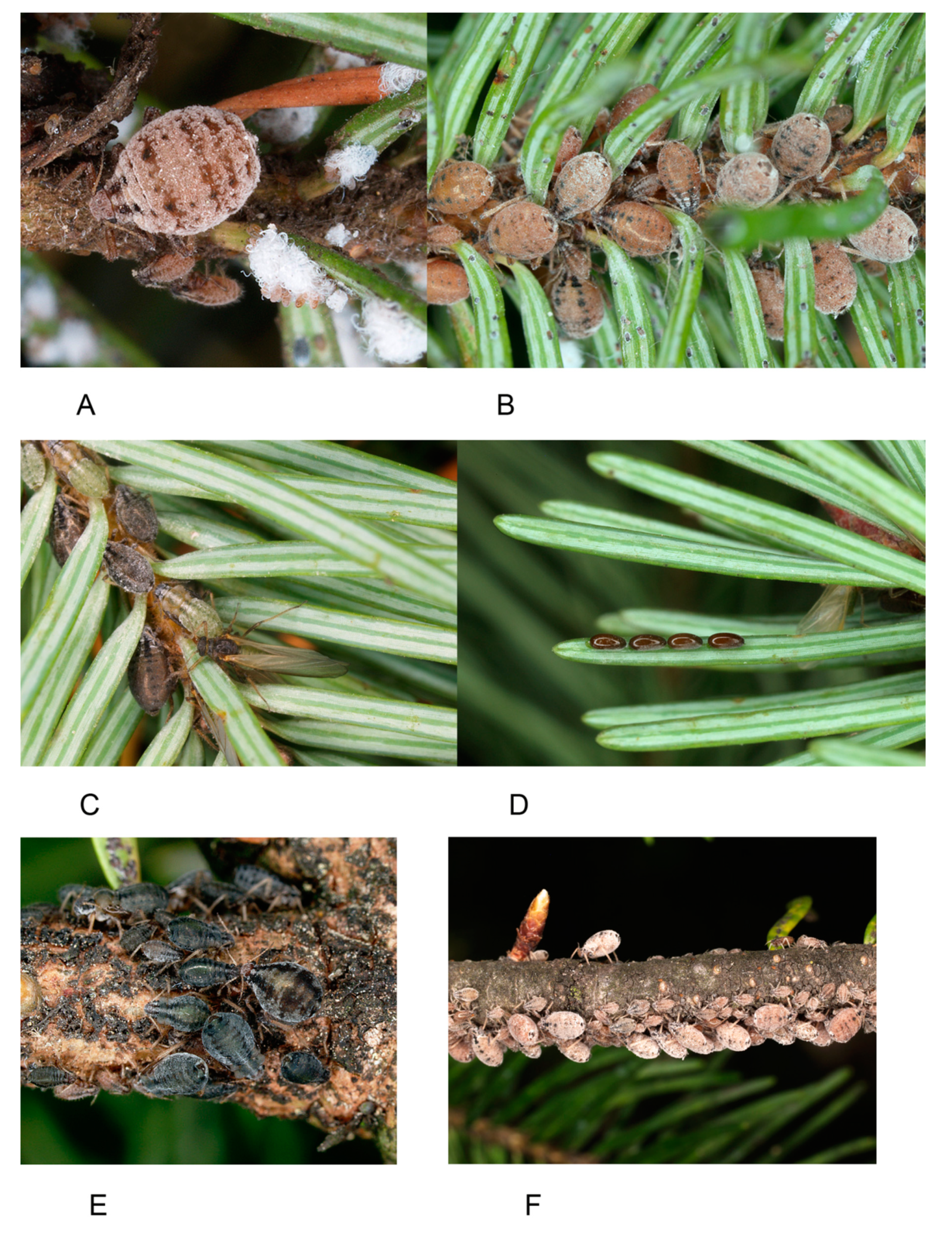 Forests 11 00911 g002