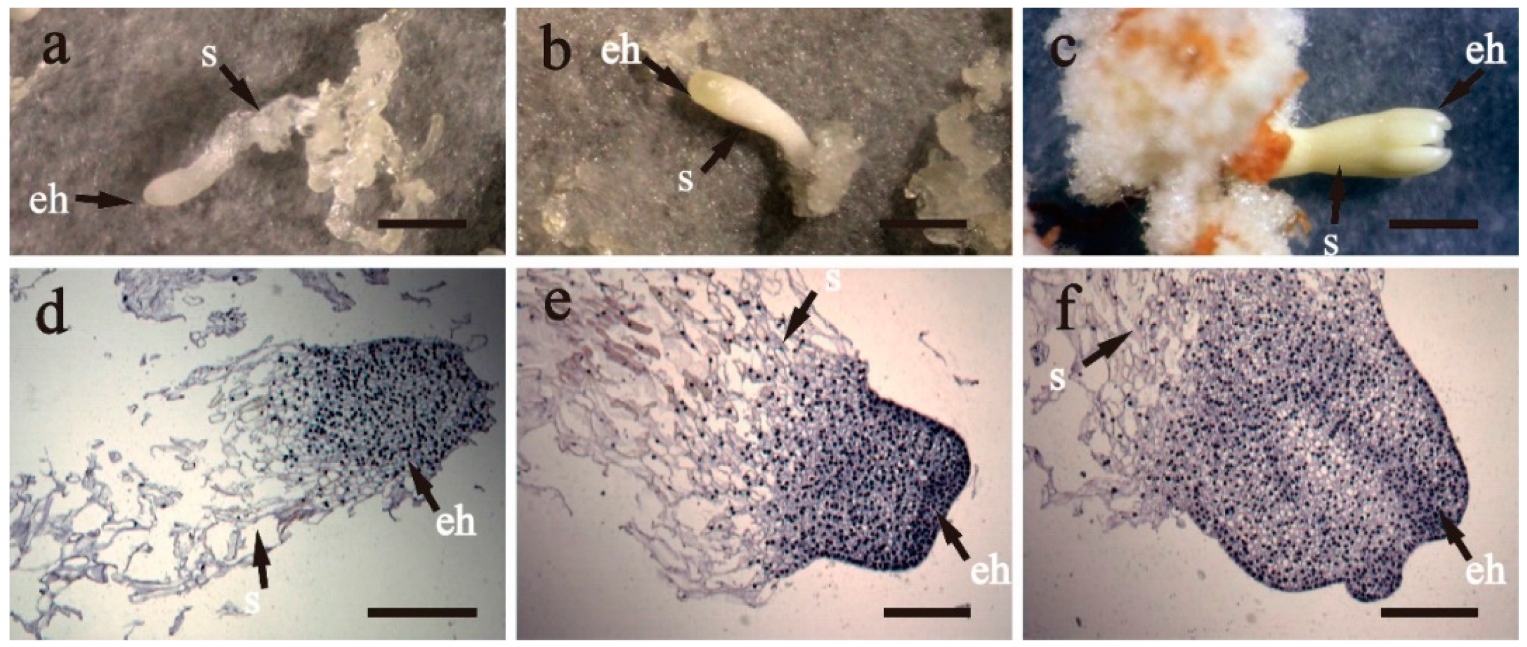 Forests 11 00912 g006