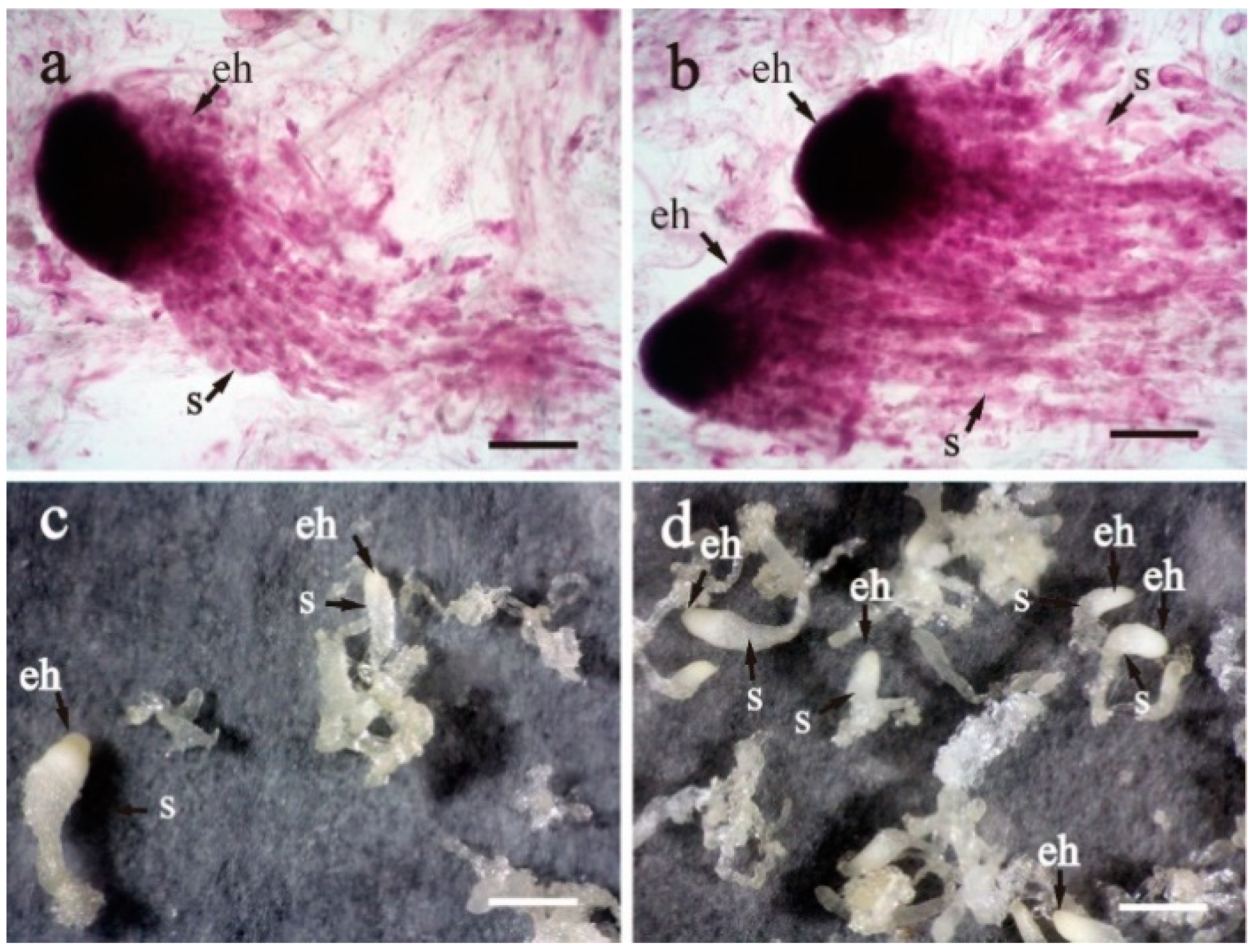 Forests 11 00912 g007