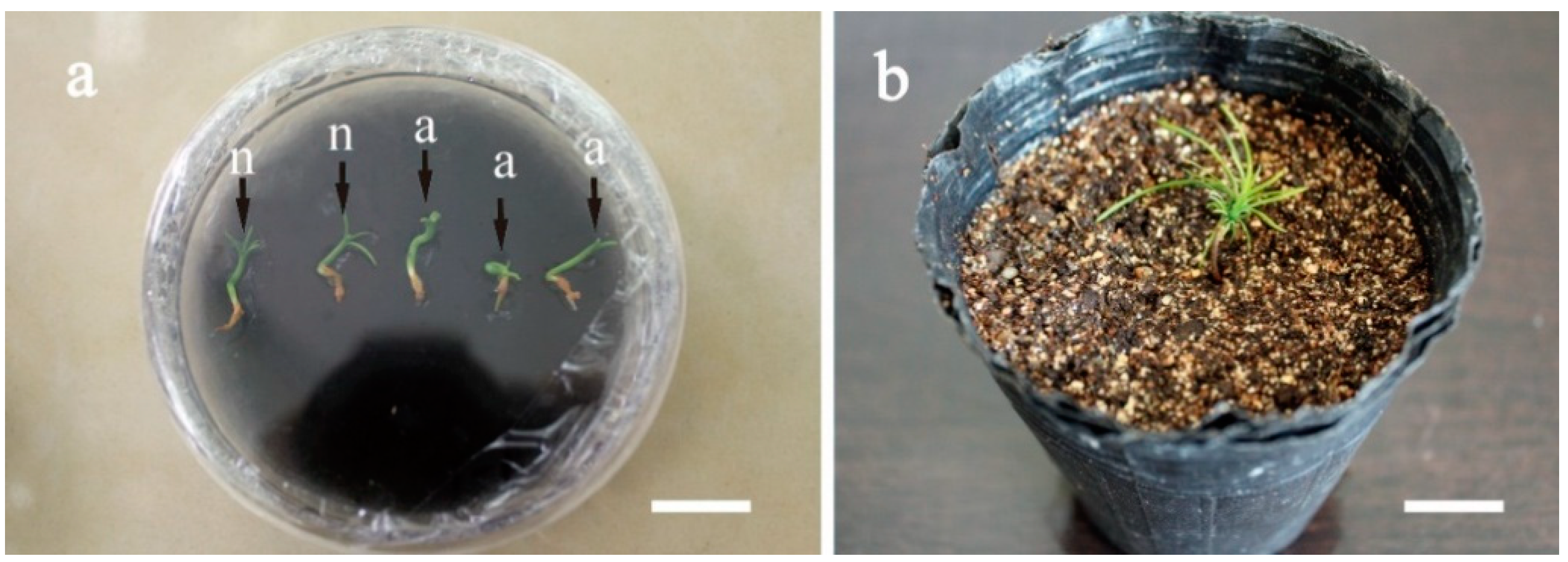 Forests 11 00912 g008