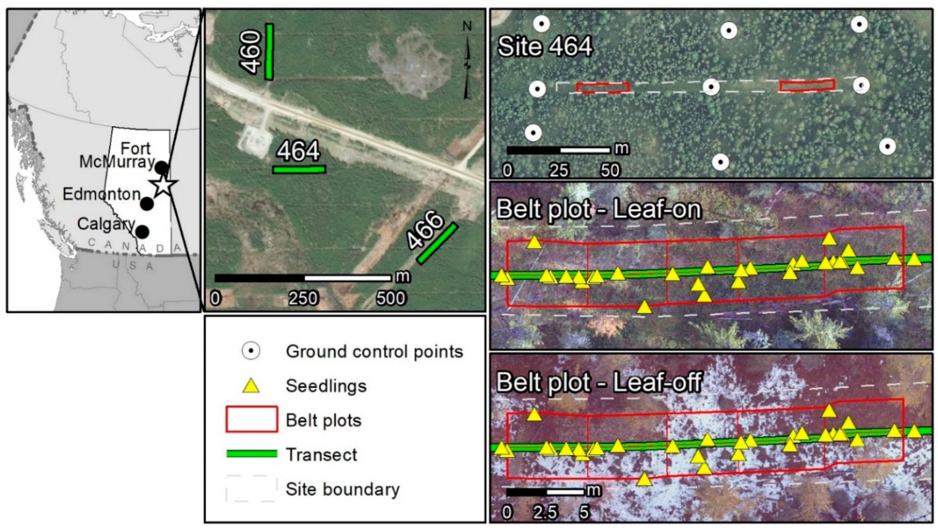 Forests 11 00924 g001