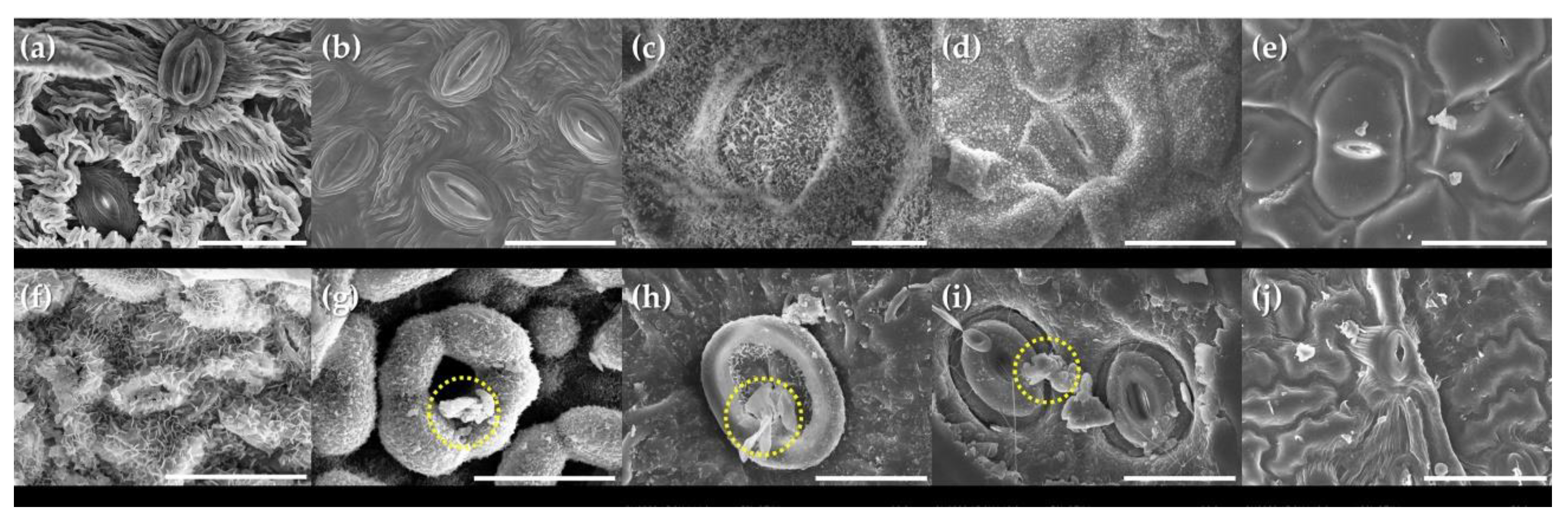 Forests 11 00946 g007