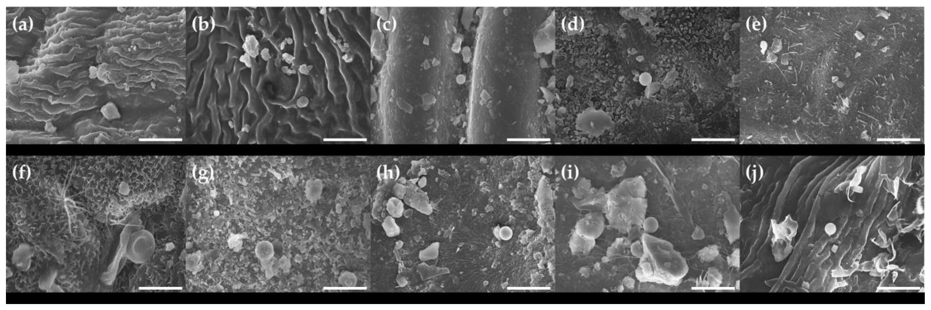 Forests 11 00946 g008