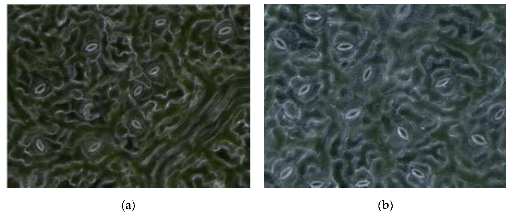 Forests 11 00954 g002a Forests 11 00954 g002a