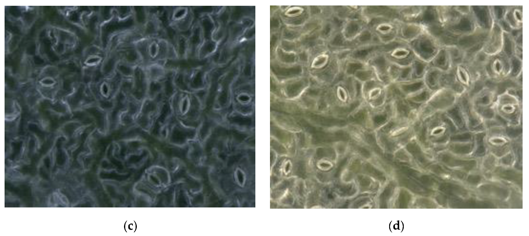 Forests 11 00954 g002b Forests 11 00954 g002b