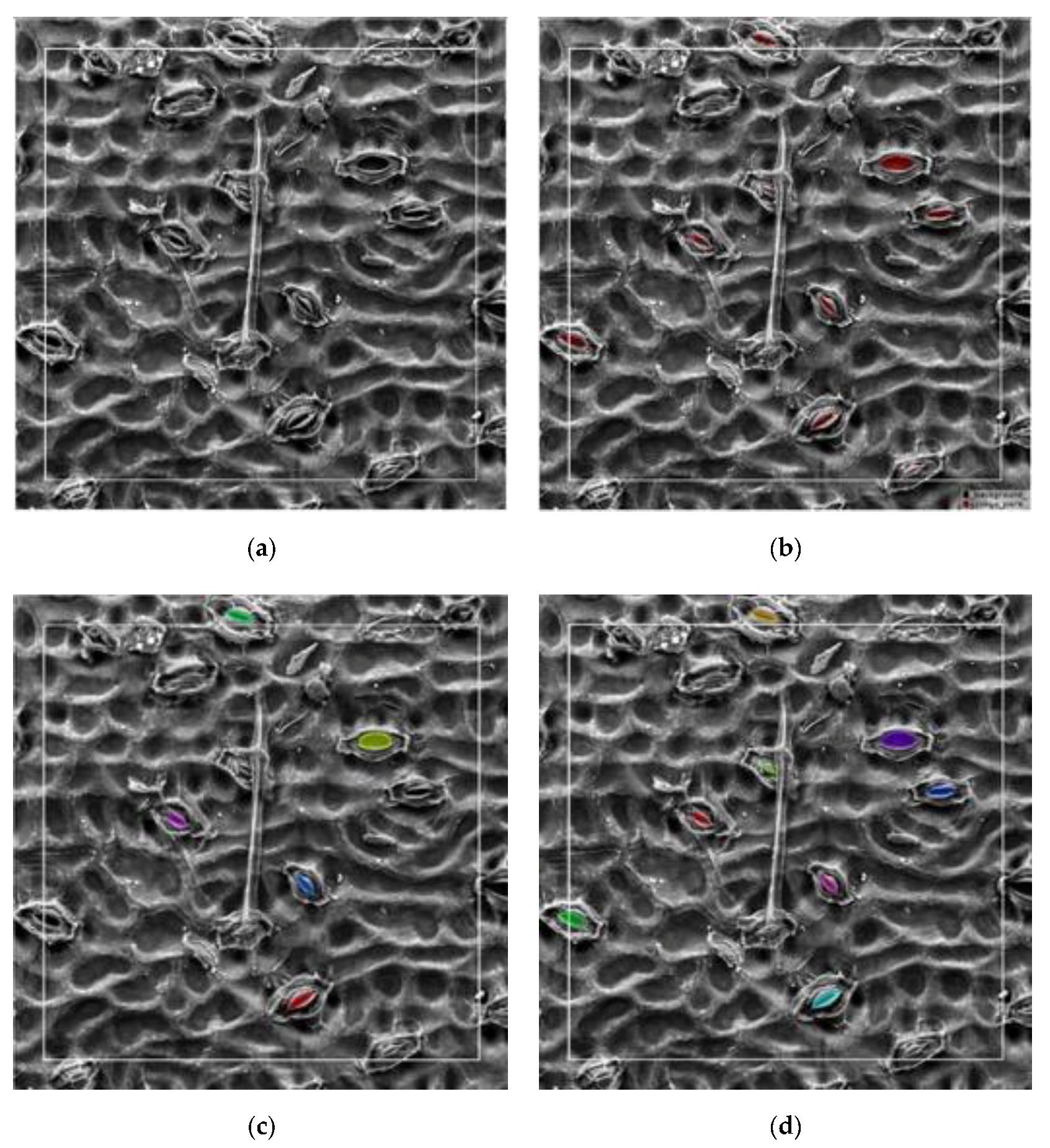 Forests 11 00954 g012 Forests 11 00954 g012