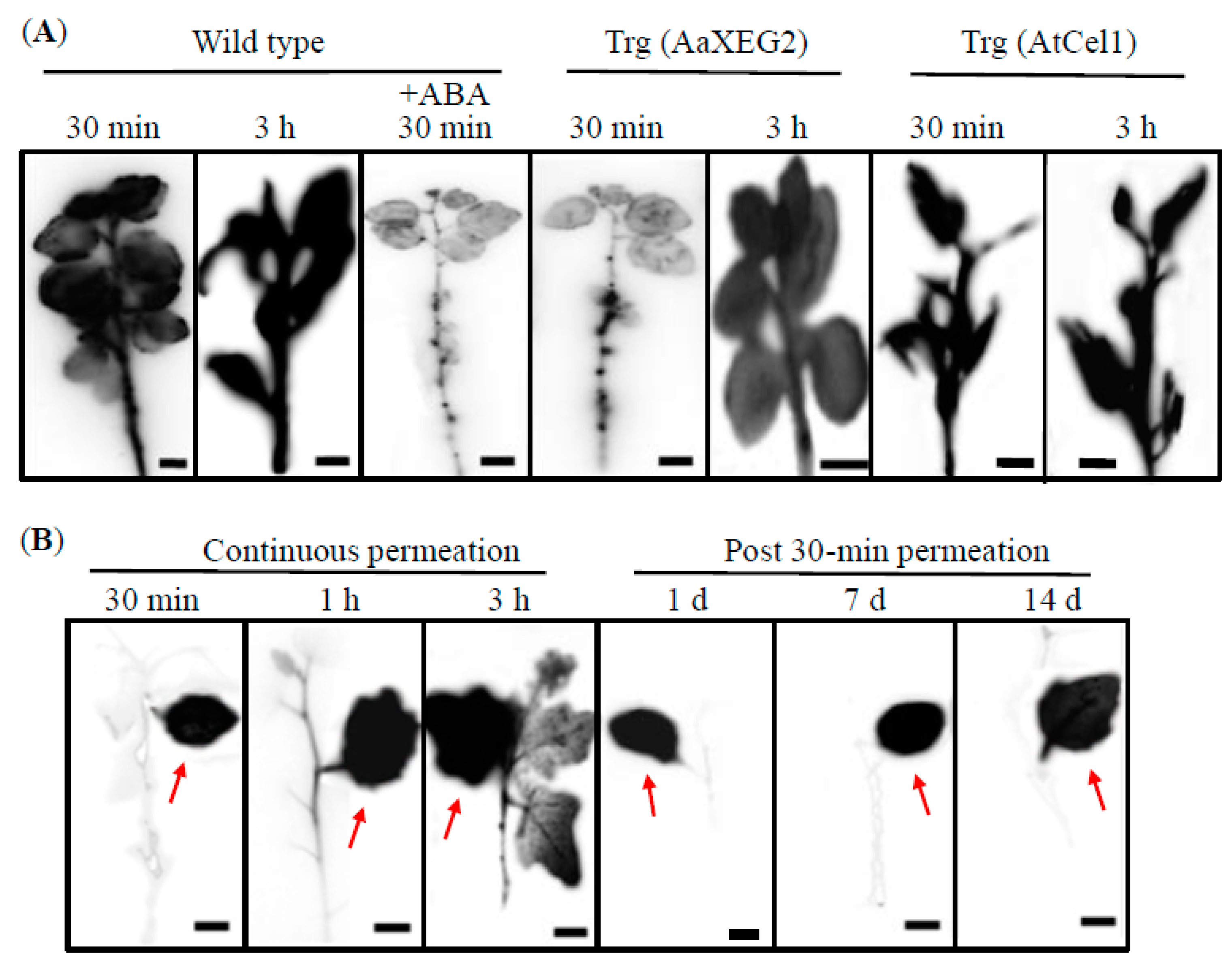 Forests 11 00957 g001 Forests 11 00957 g001