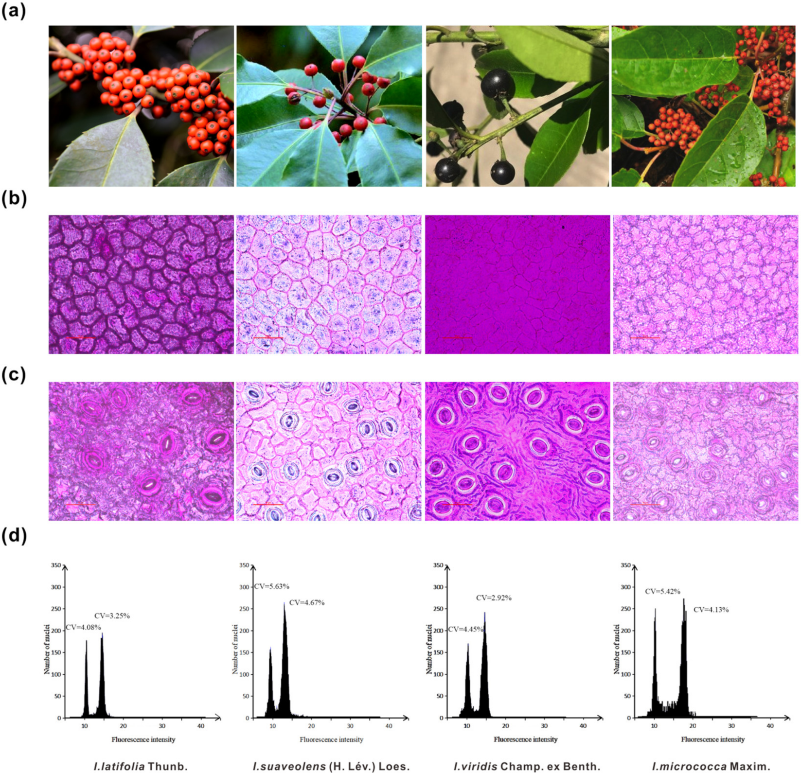 Forests 11 00964 g001 Forests 11 00964 g001