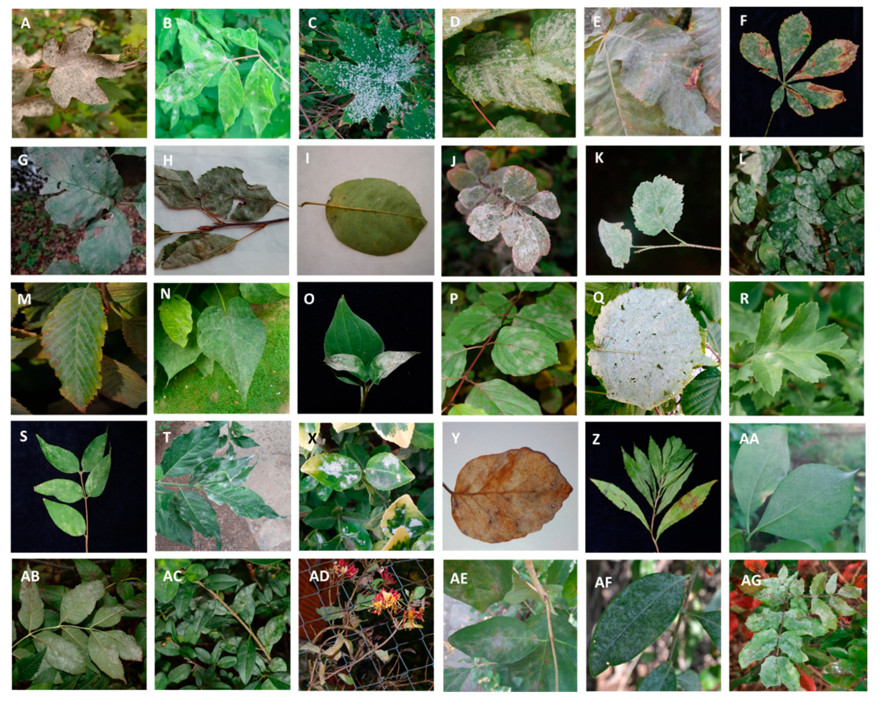 Forests 11 00967 g002a Forests 11 00967 g002a