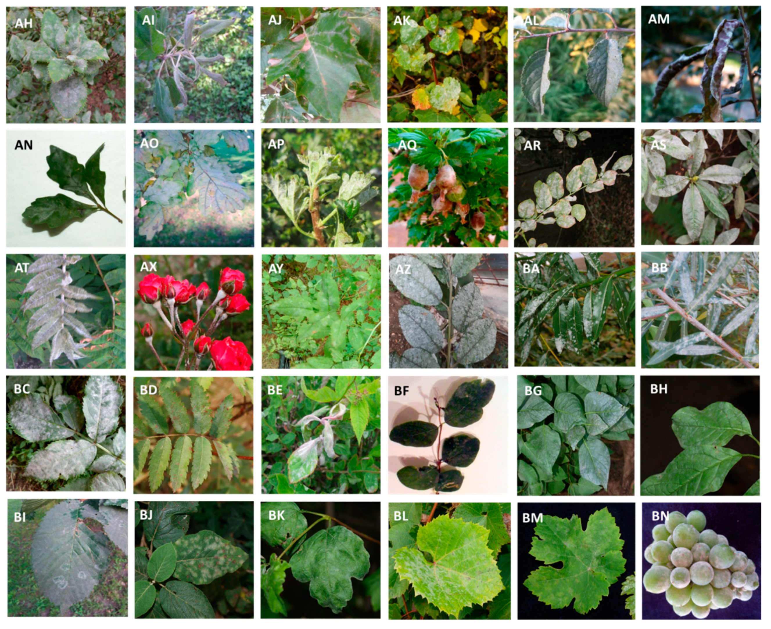 Forests 11 00967 g002b Forests 11 00967 g002b