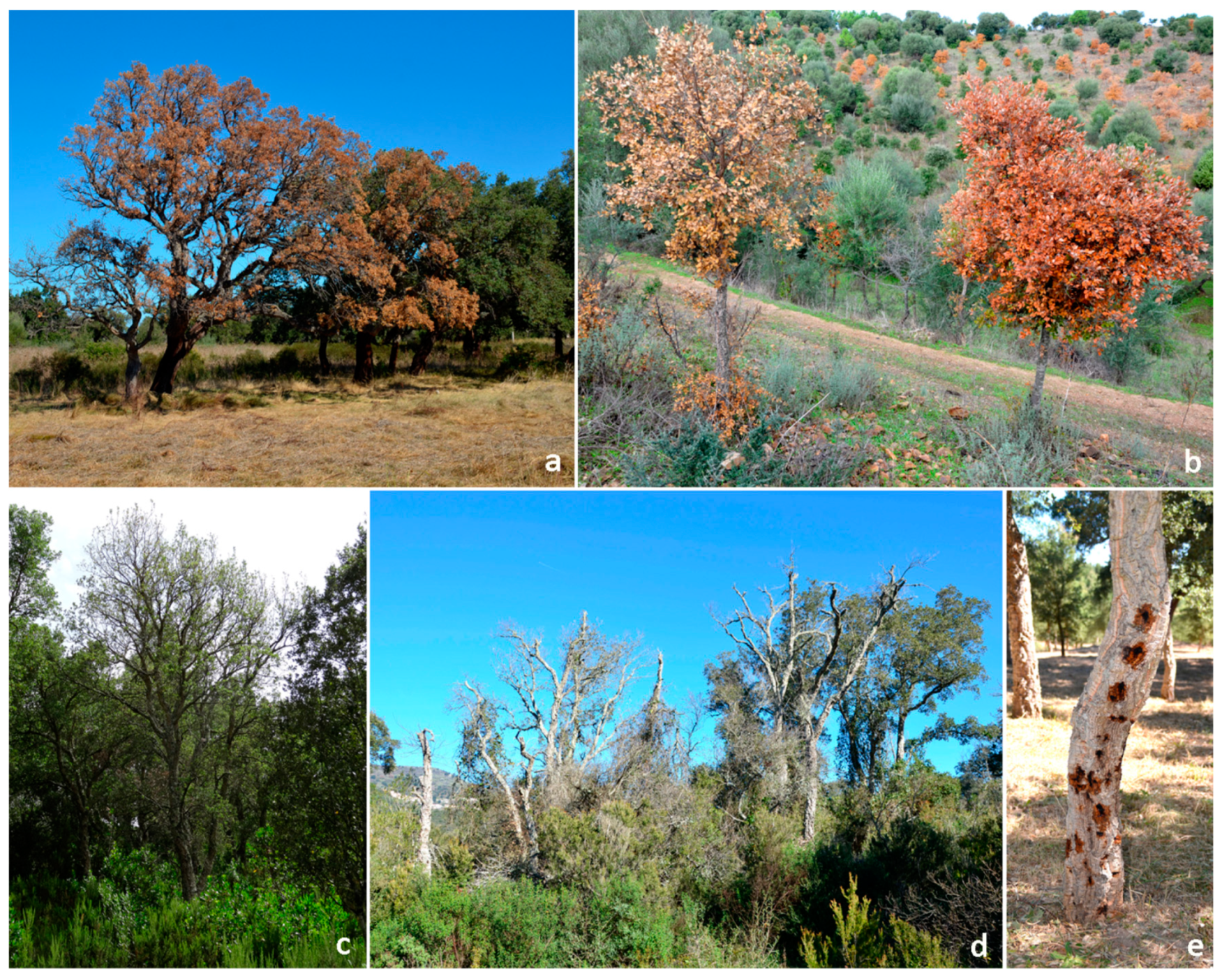 Forests 11 00971 g002 Forests 11 00971 g002