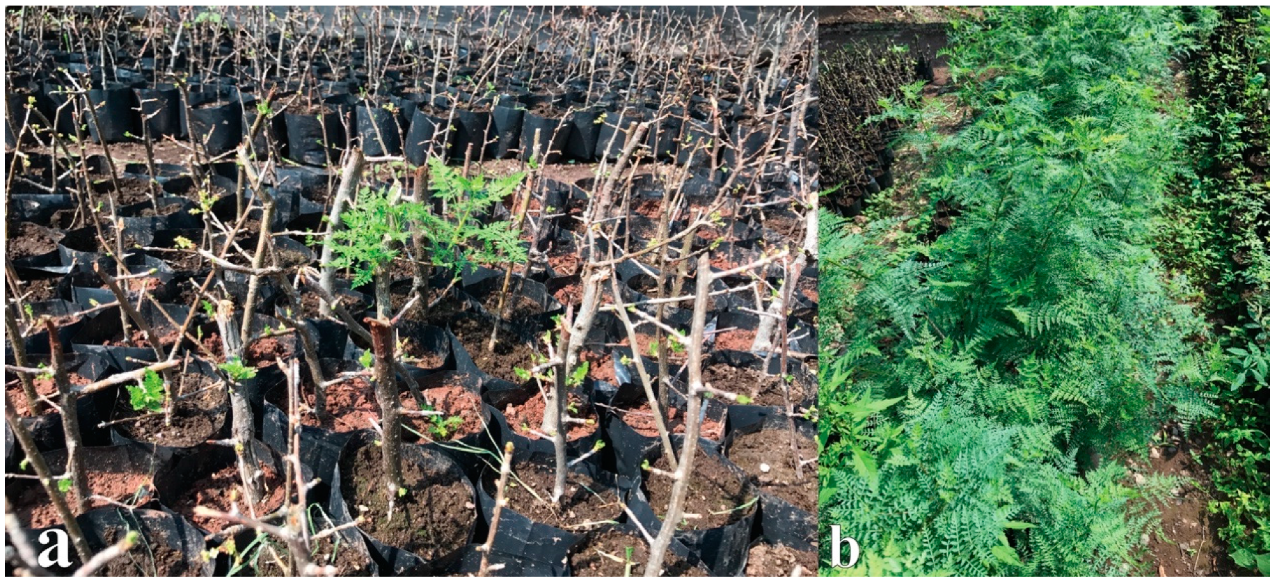 Forests 11 00991 g004 Forests 11 00991 g004