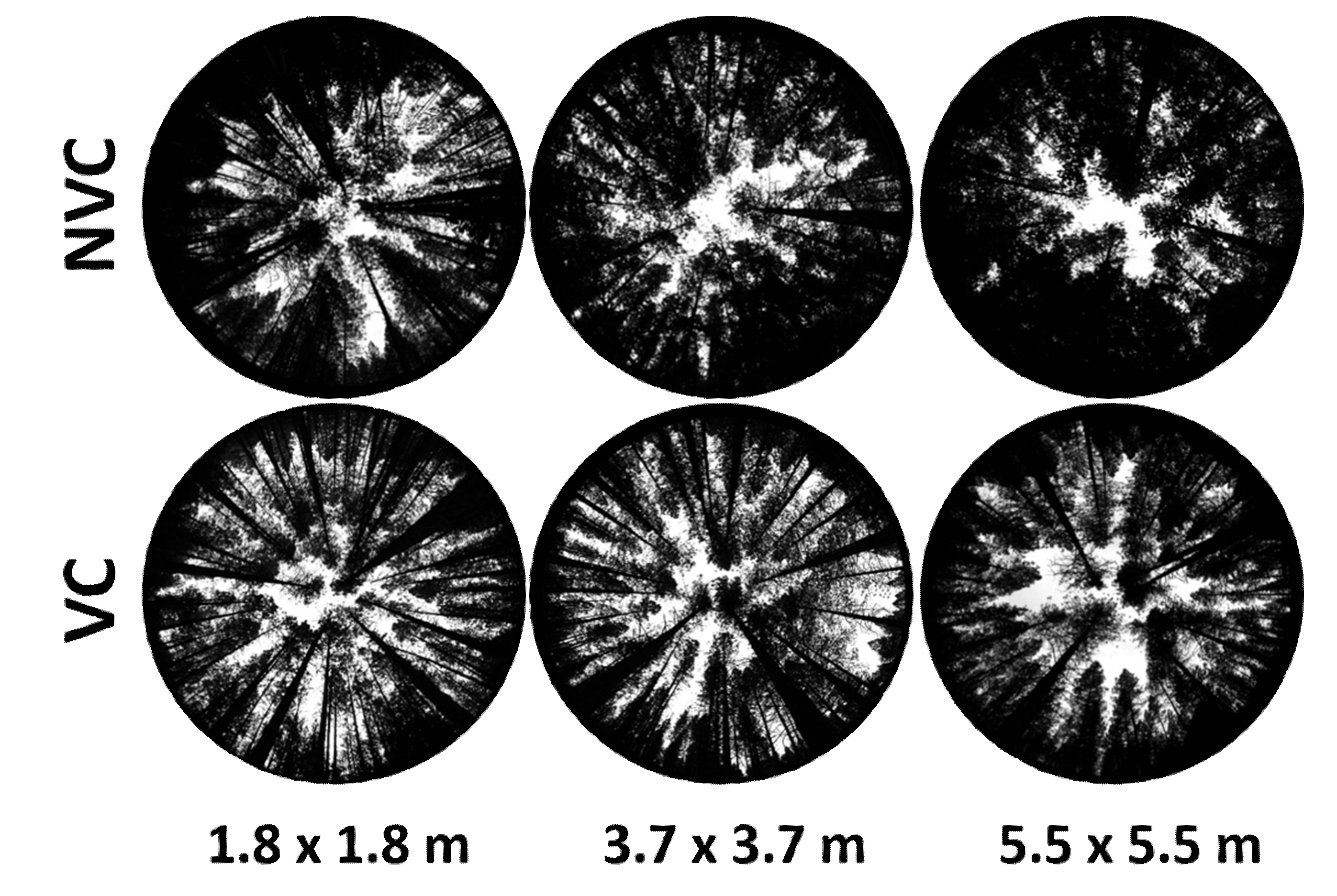 Forests 11 00997 g006 Forests 11 00997 g006