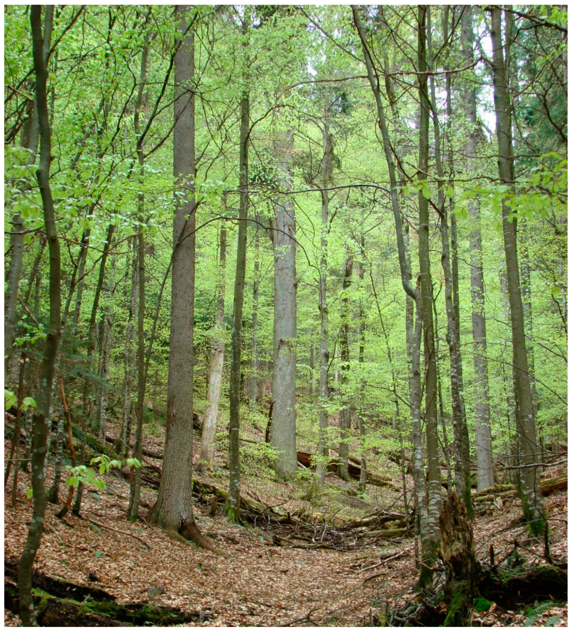 Forests 11 01004 g002 Forests 11 01004 g002