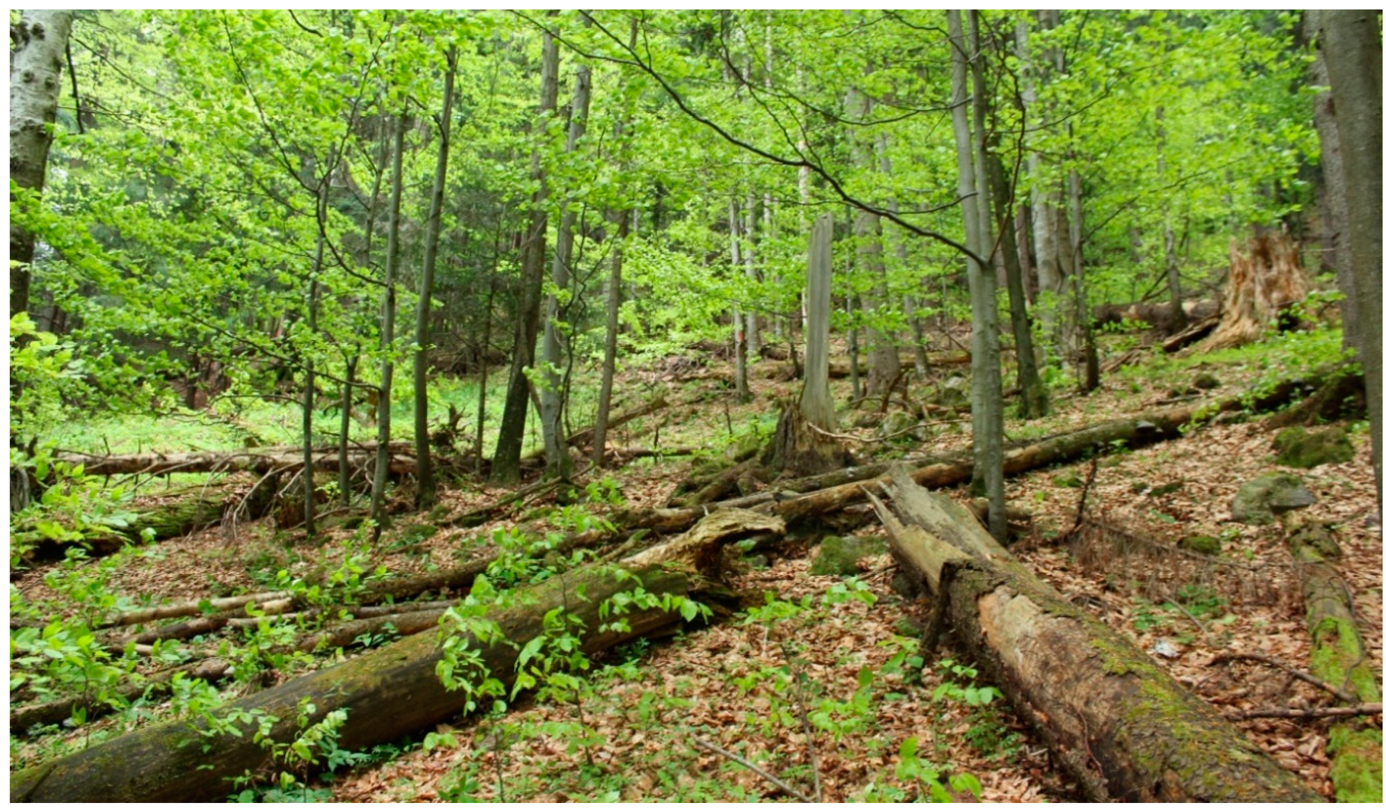 Forests 11 01004 g005 Forests 11 01004 g005