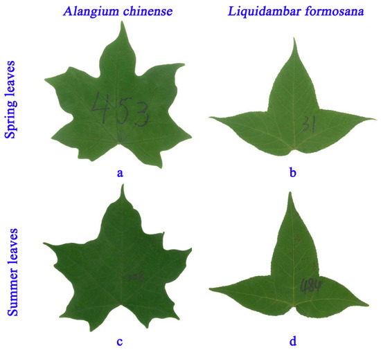 Forests Free Full Text Comparison Of The Scaling Relationships Of Leaf Biomass Versus Surface Area Between Spring And Summer For Two Deciduous Tree Species Html