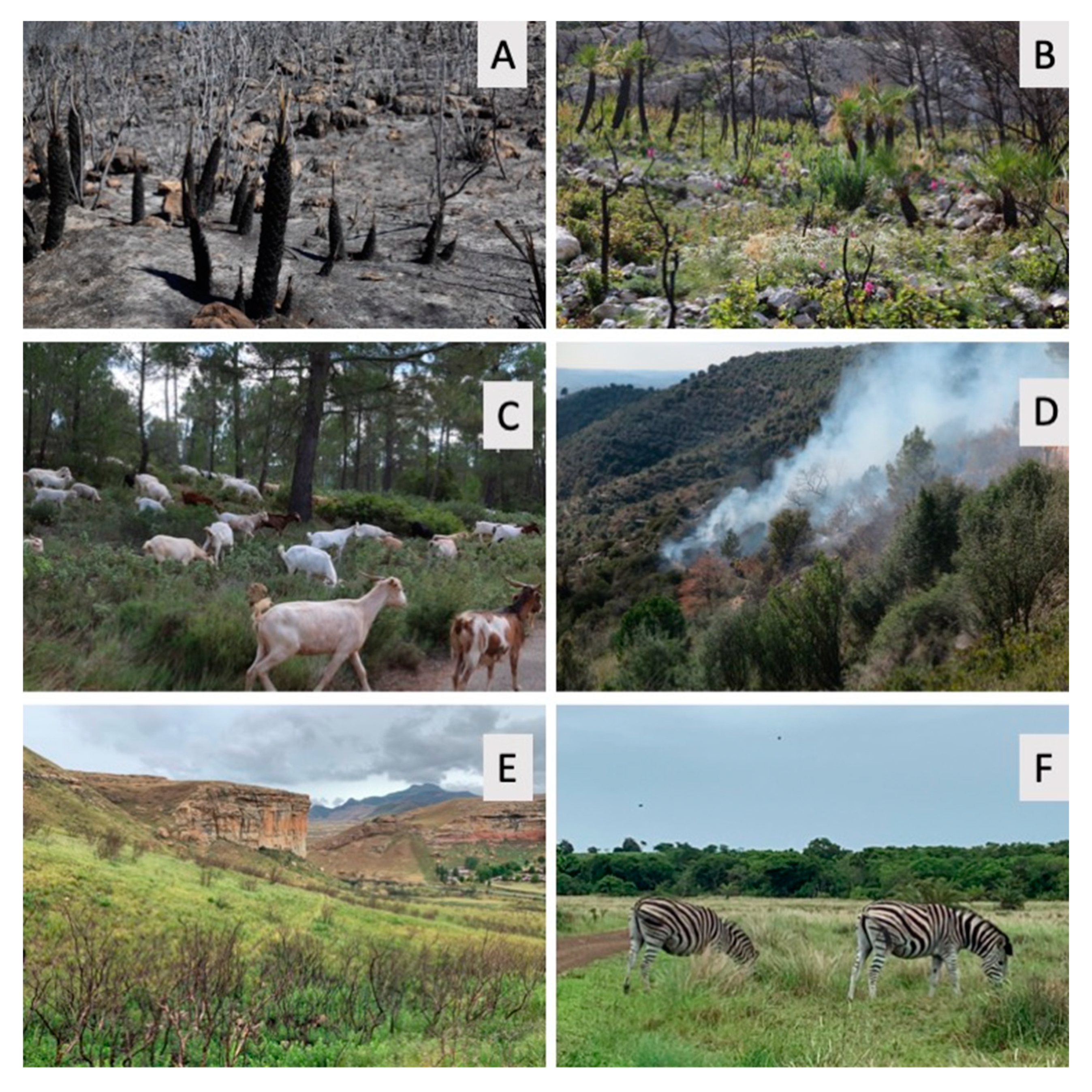 Forests 11 01013 g001