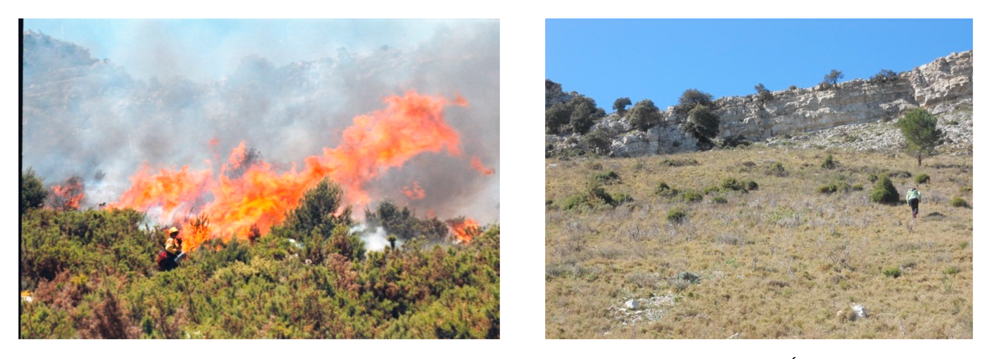 Forests 11 01013 g003