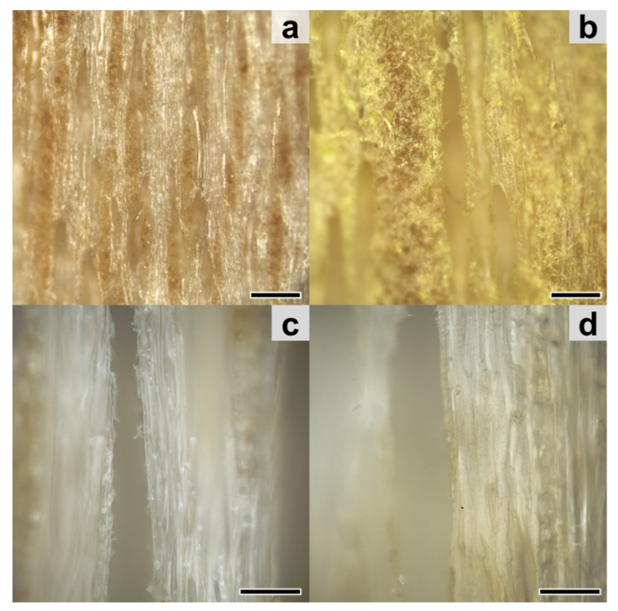 Forests 11 01024 g004