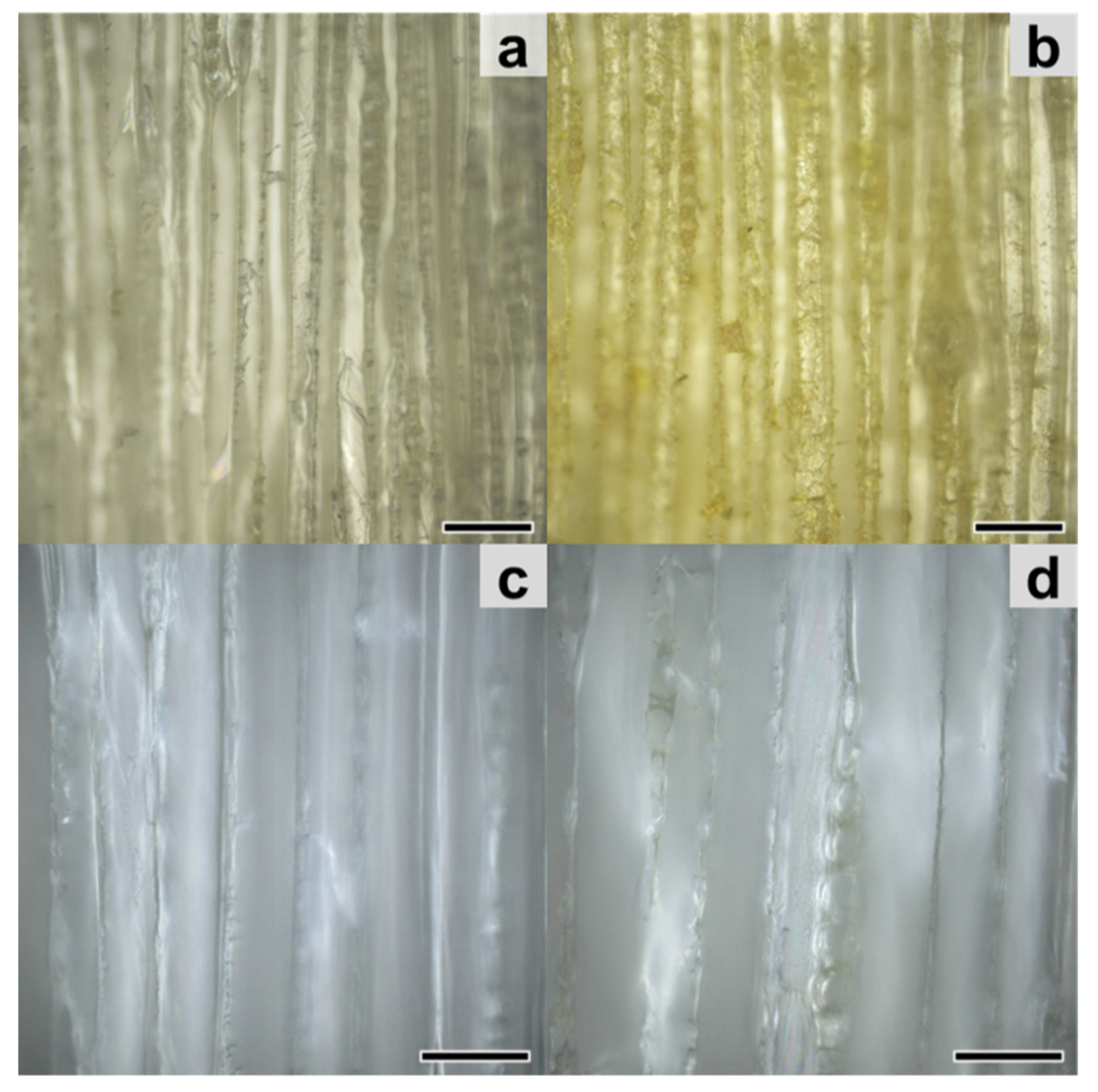 Forests 11 01024 g005