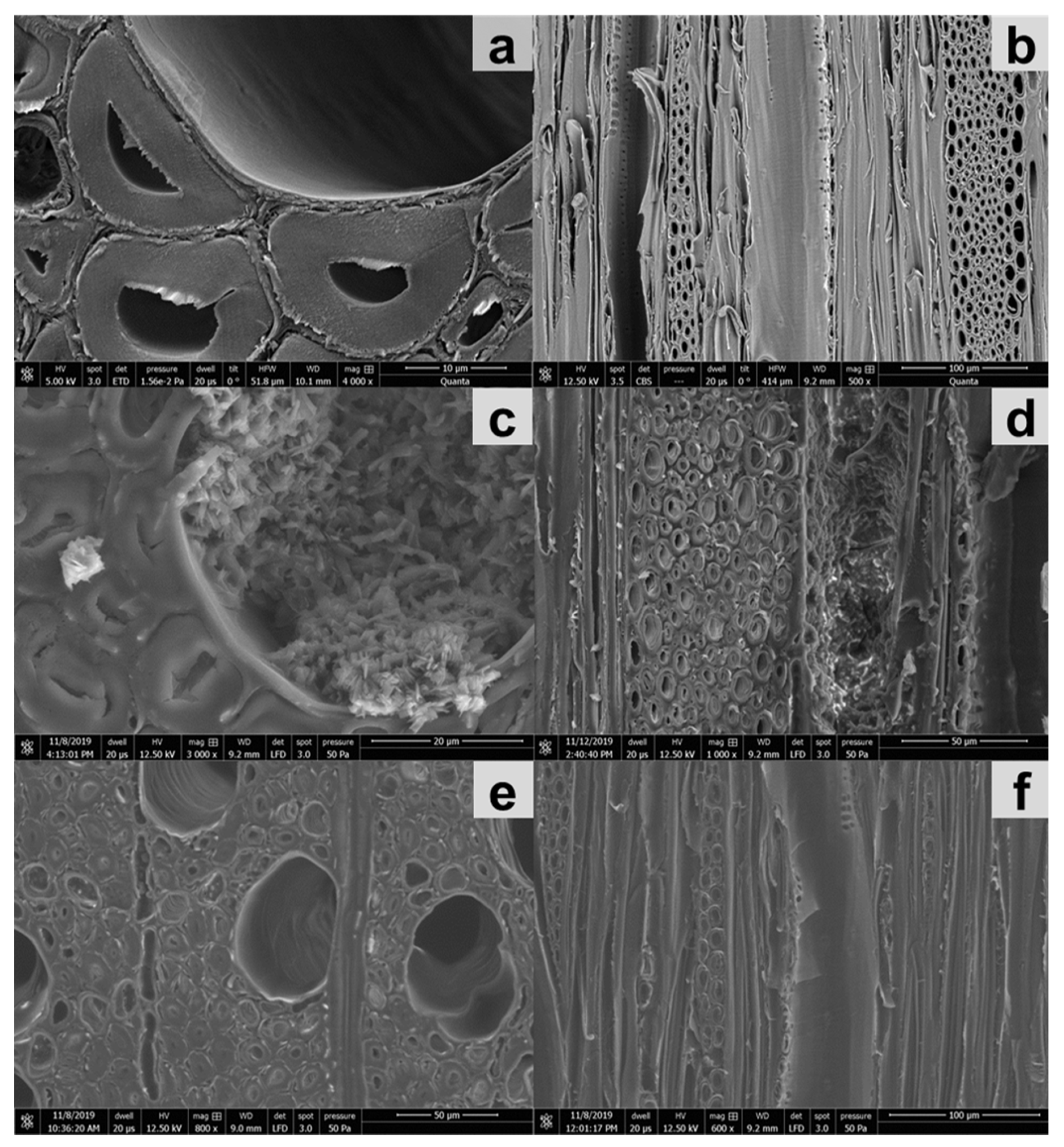 Forests 11 01024 g006