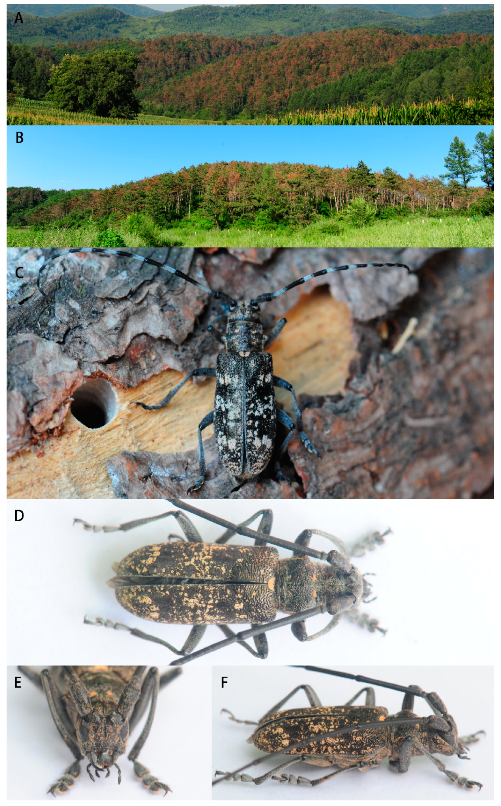 Forests 11 01051 g001 Forests 11 01051 g001