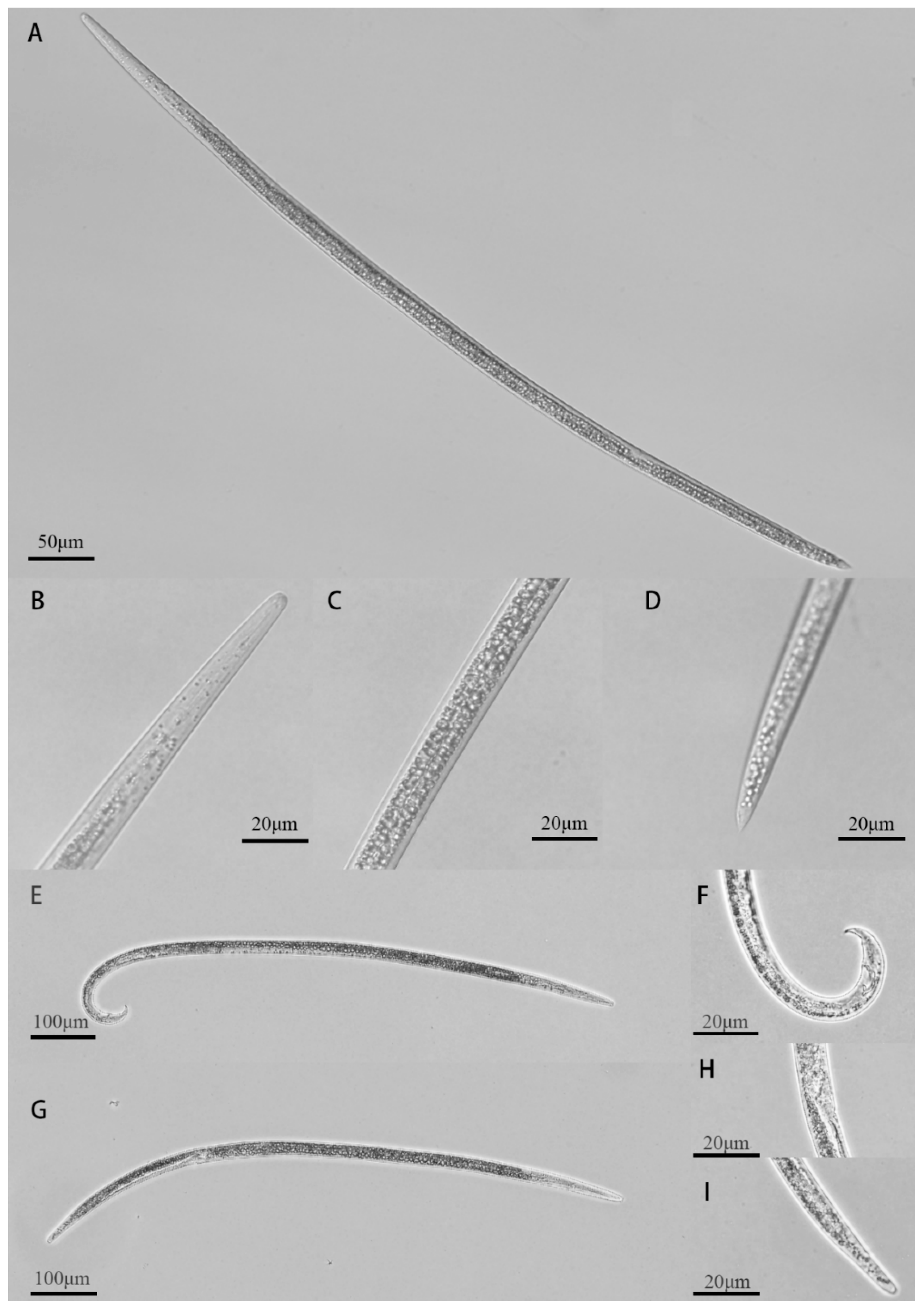 Forests 11 01051 g002 Forests 11 01051 g002