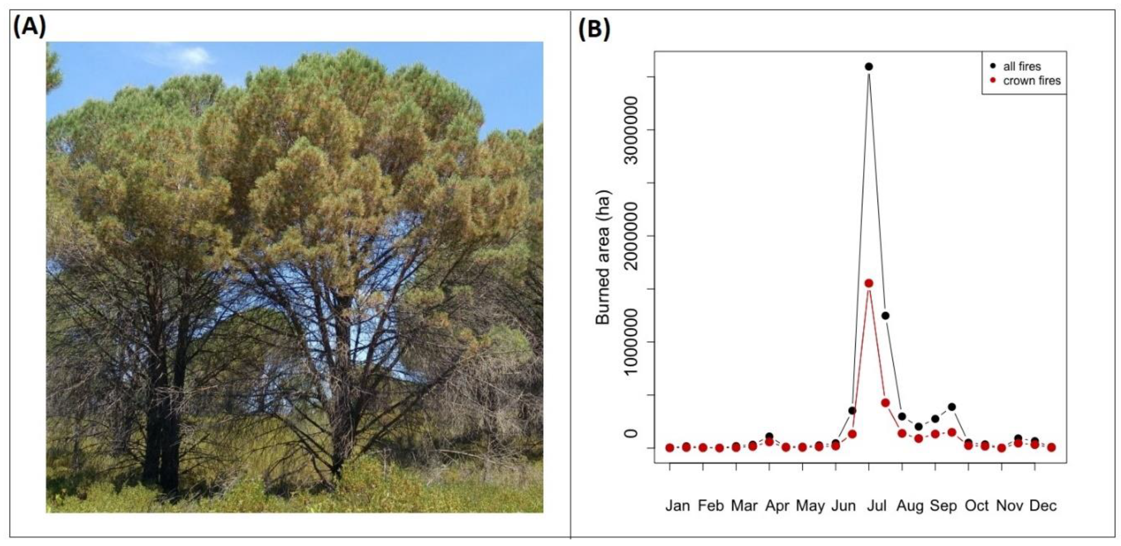 Forests 11 01054 g001