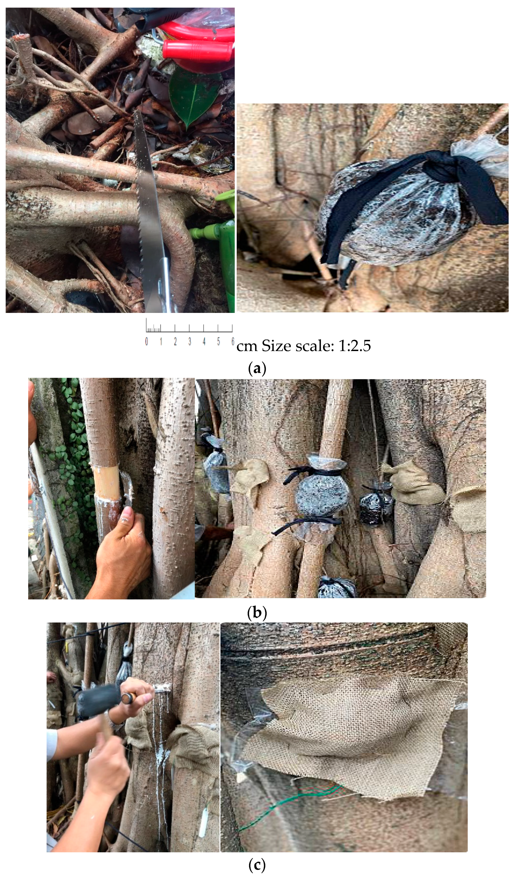 Forests 11 01057 g001