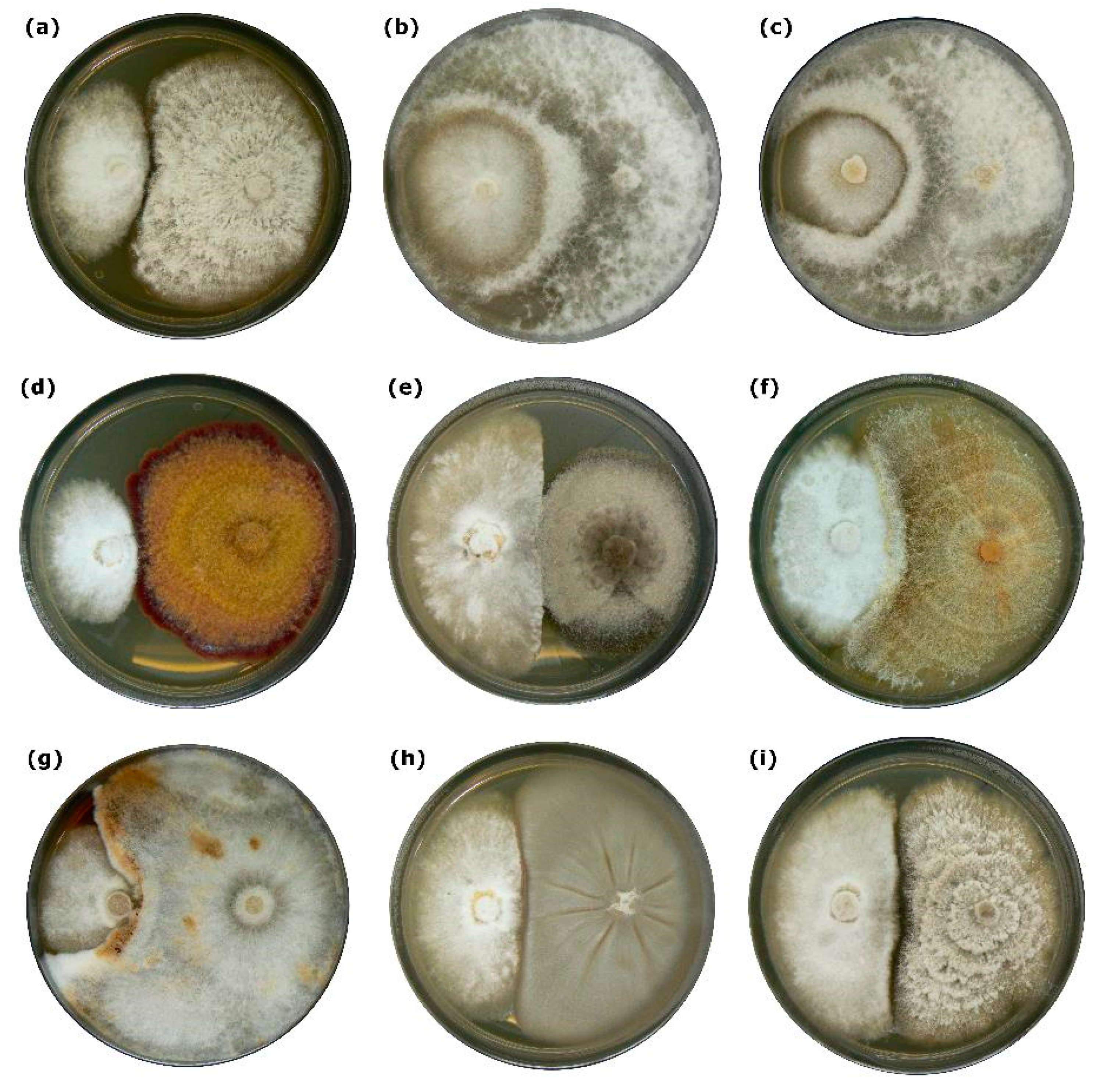 Forests 11 01072 g002 Forests 11 01072 g002