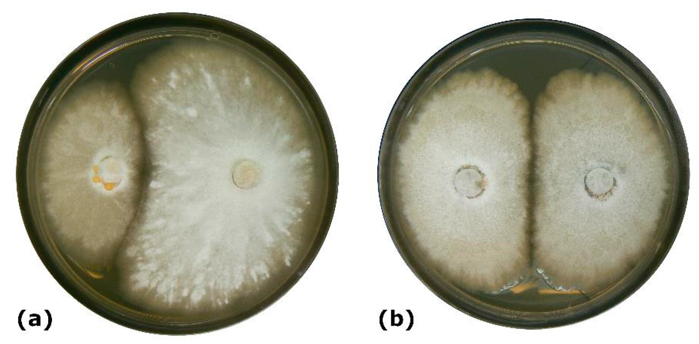 Forests 11 01072 g003 Forests 11 01072 g003