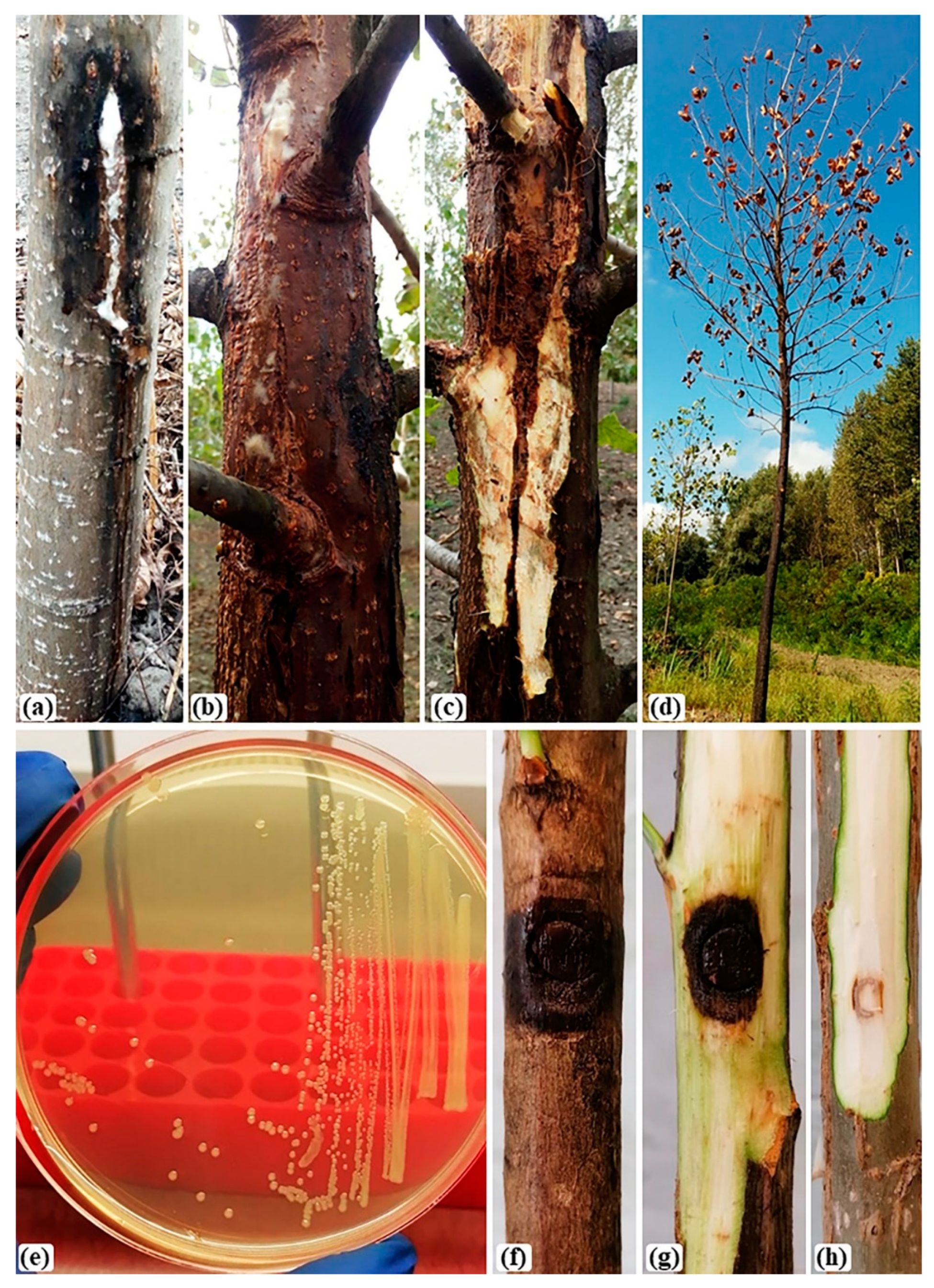 Forests 11 01080 g001