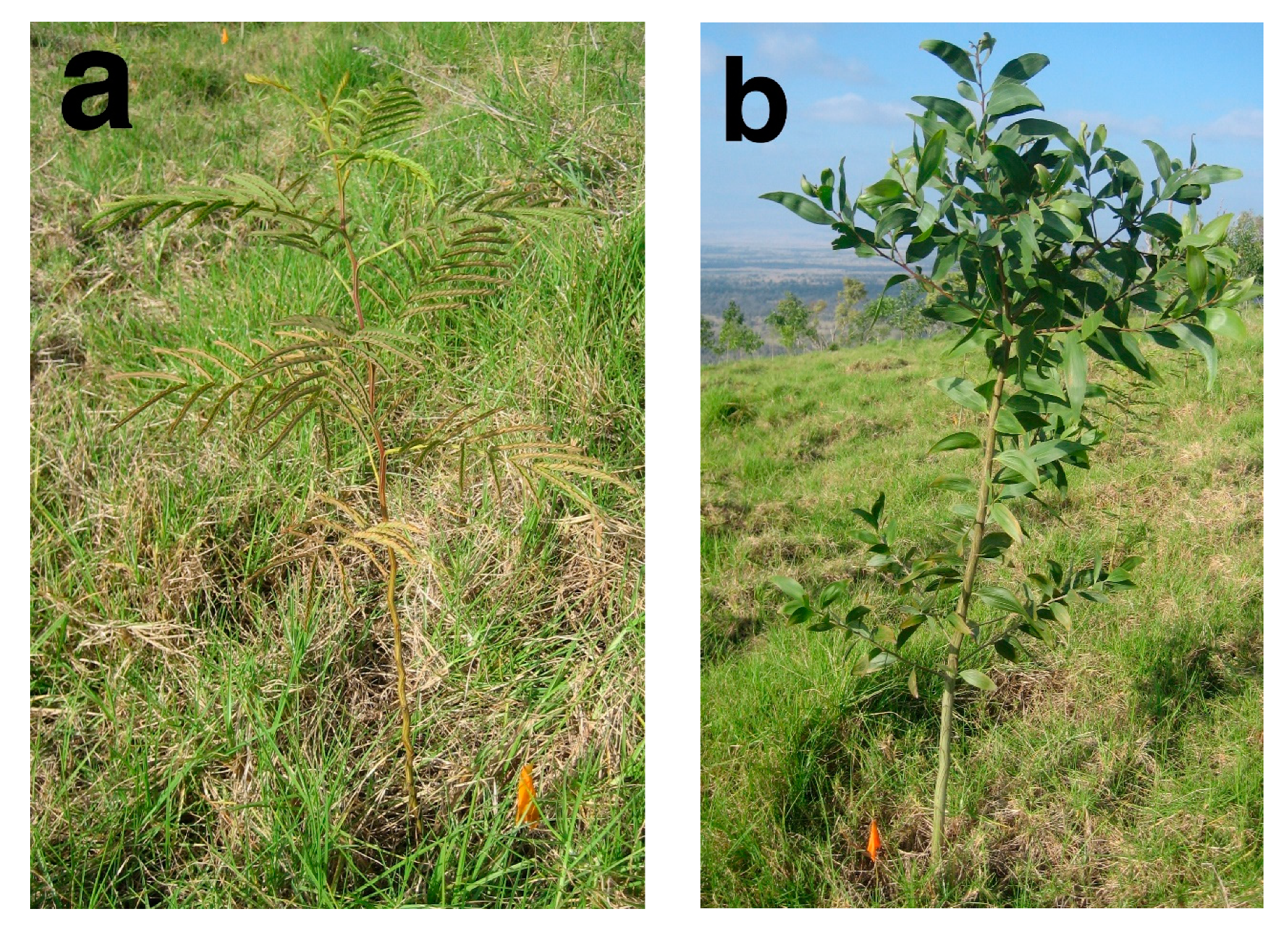 Forests 11 01124 g002