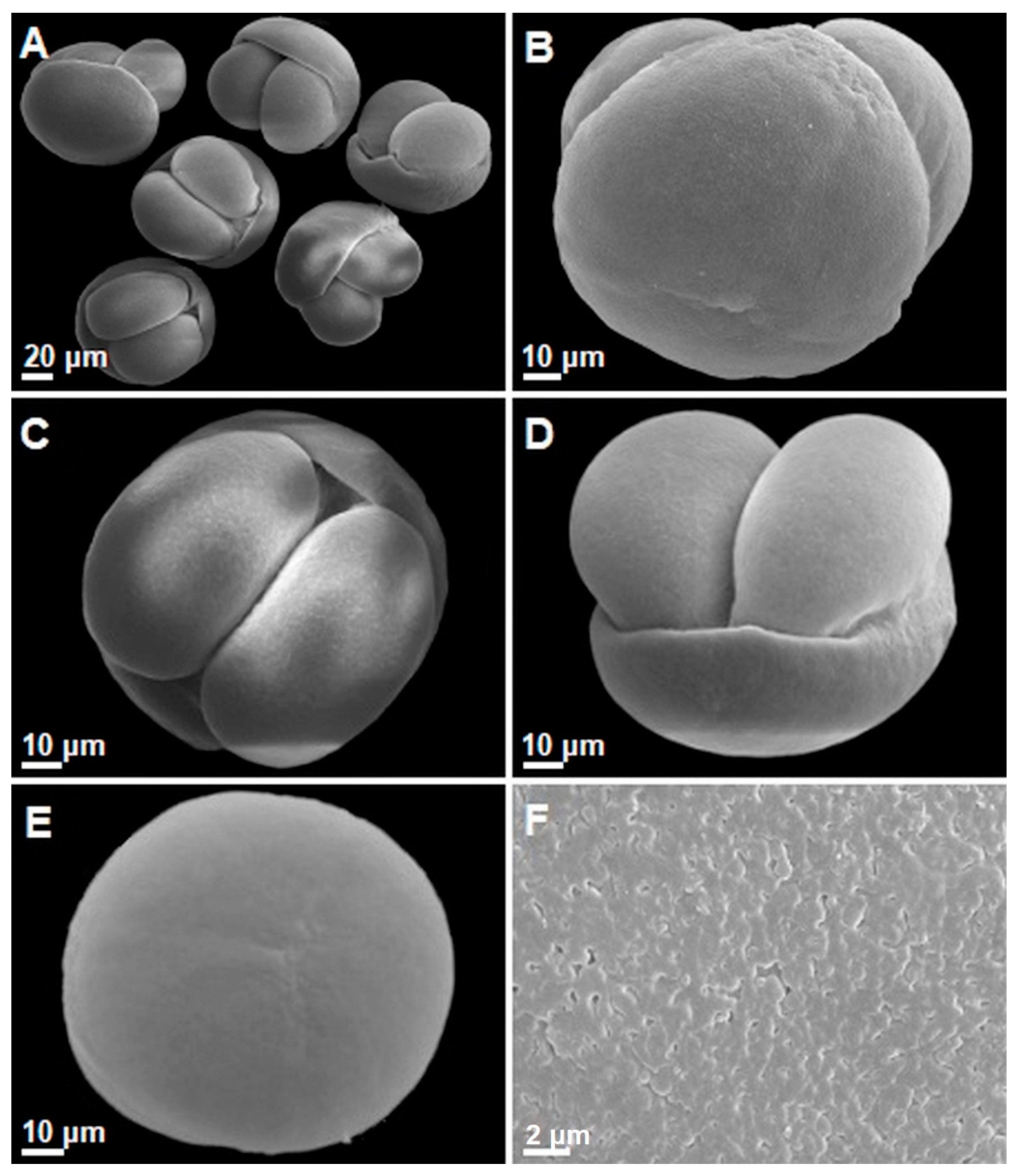 Forests 11 01125 g004
