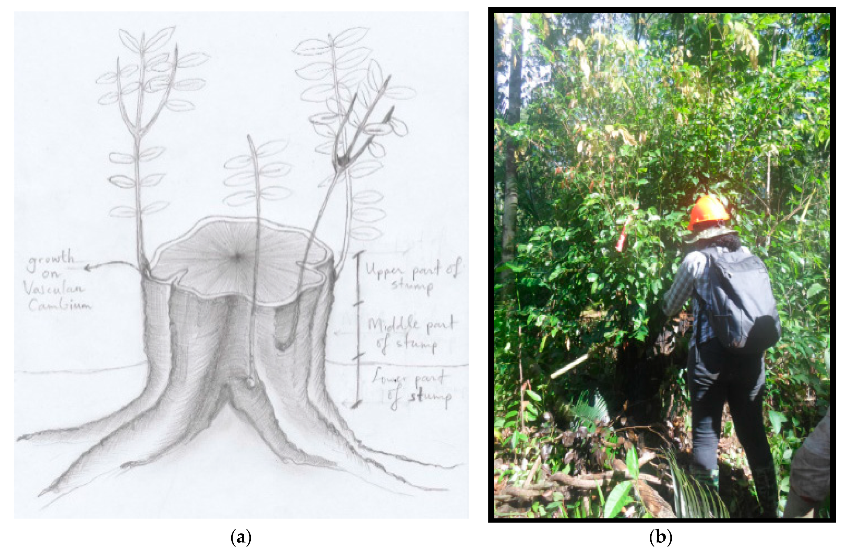 Forests 11 01130 g001 Forests 11 01130 g001
