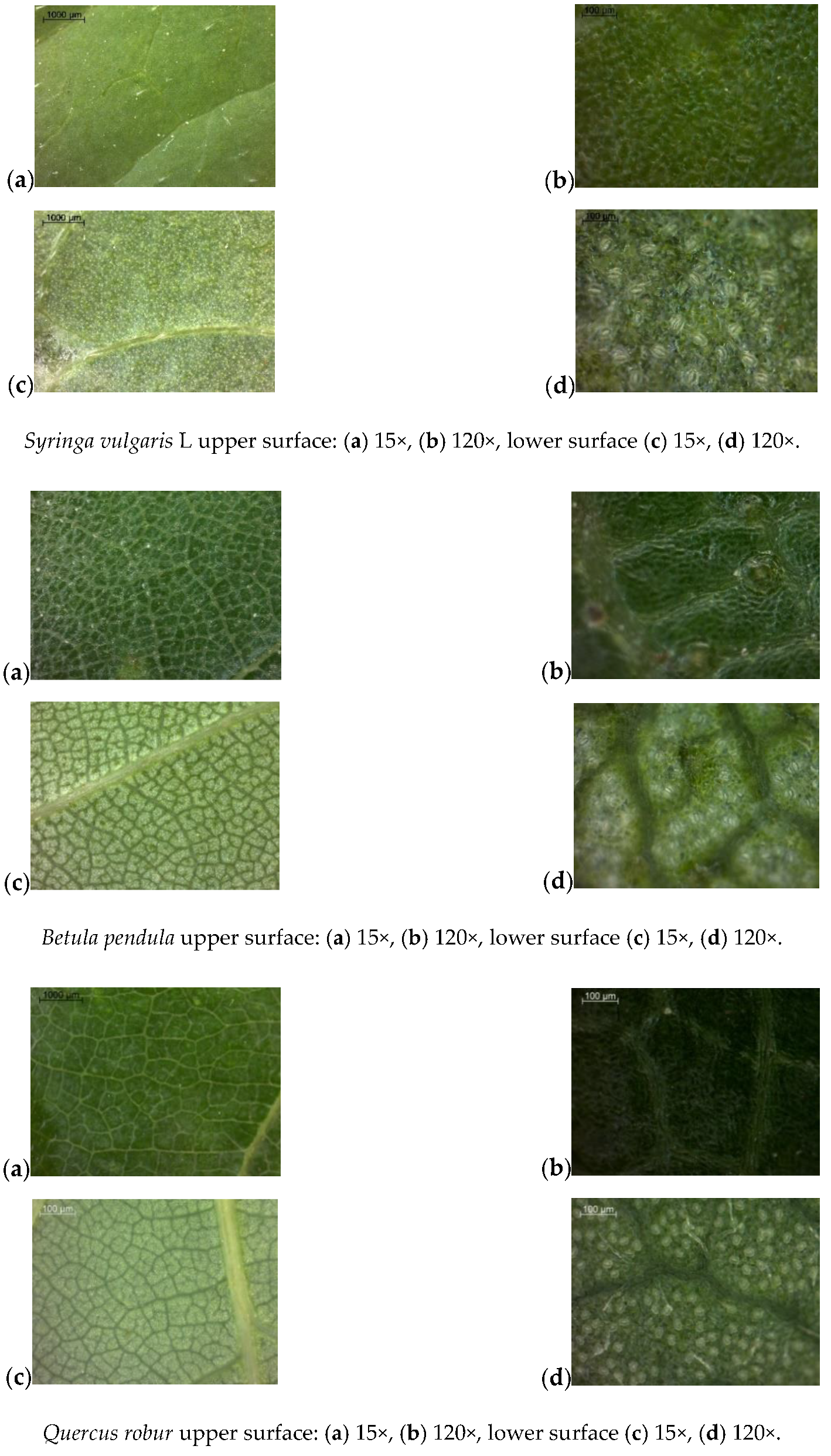 Forests 11 01158 g0a1a
