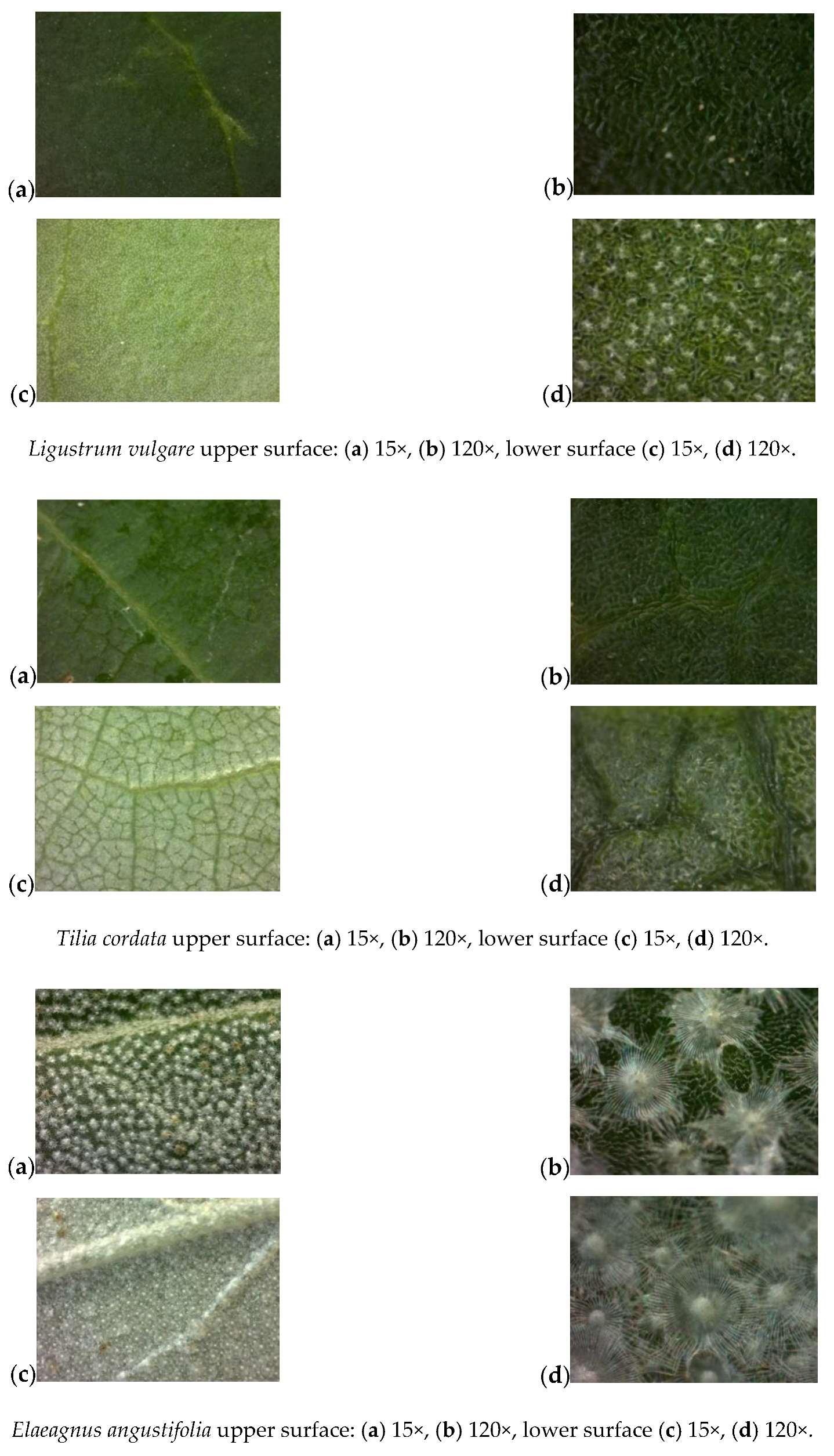 Forests 11 01158 g0a1c