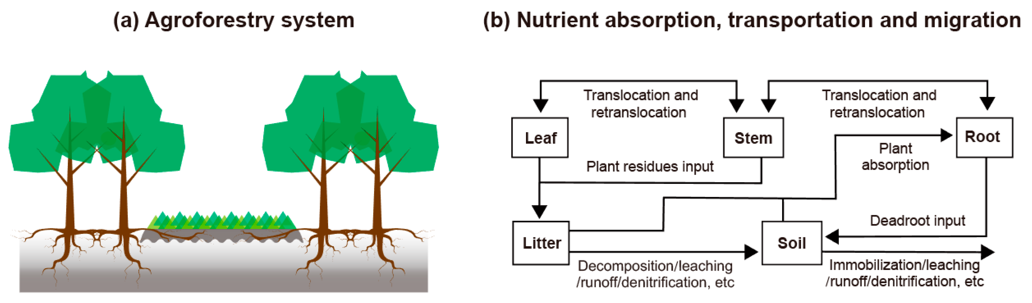 Forests 11 01163 g001 Forests 11 01163 g001