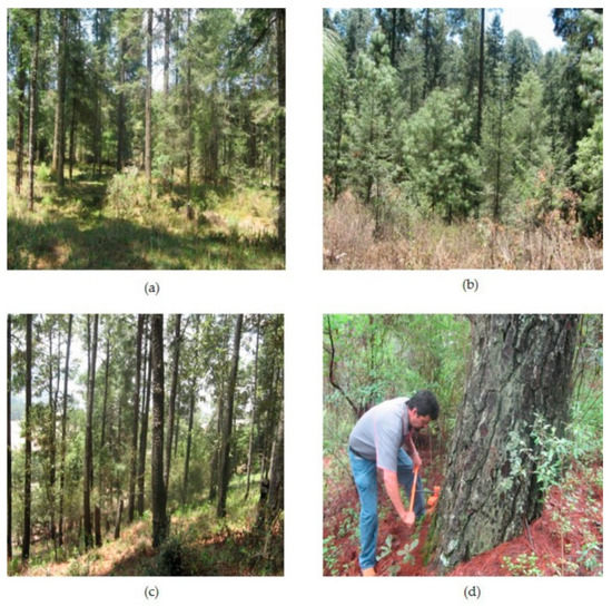 Forests Free Full Text Modification Of Fire Regimes Inferred From The Age Structure Of Two Conifer Species In A Tropical Montane Forest Mexico Html