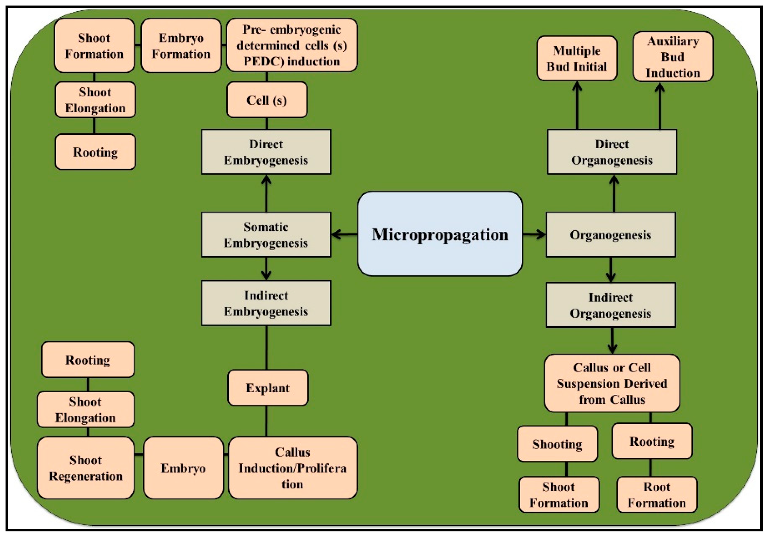 Forests 11 01211 g002