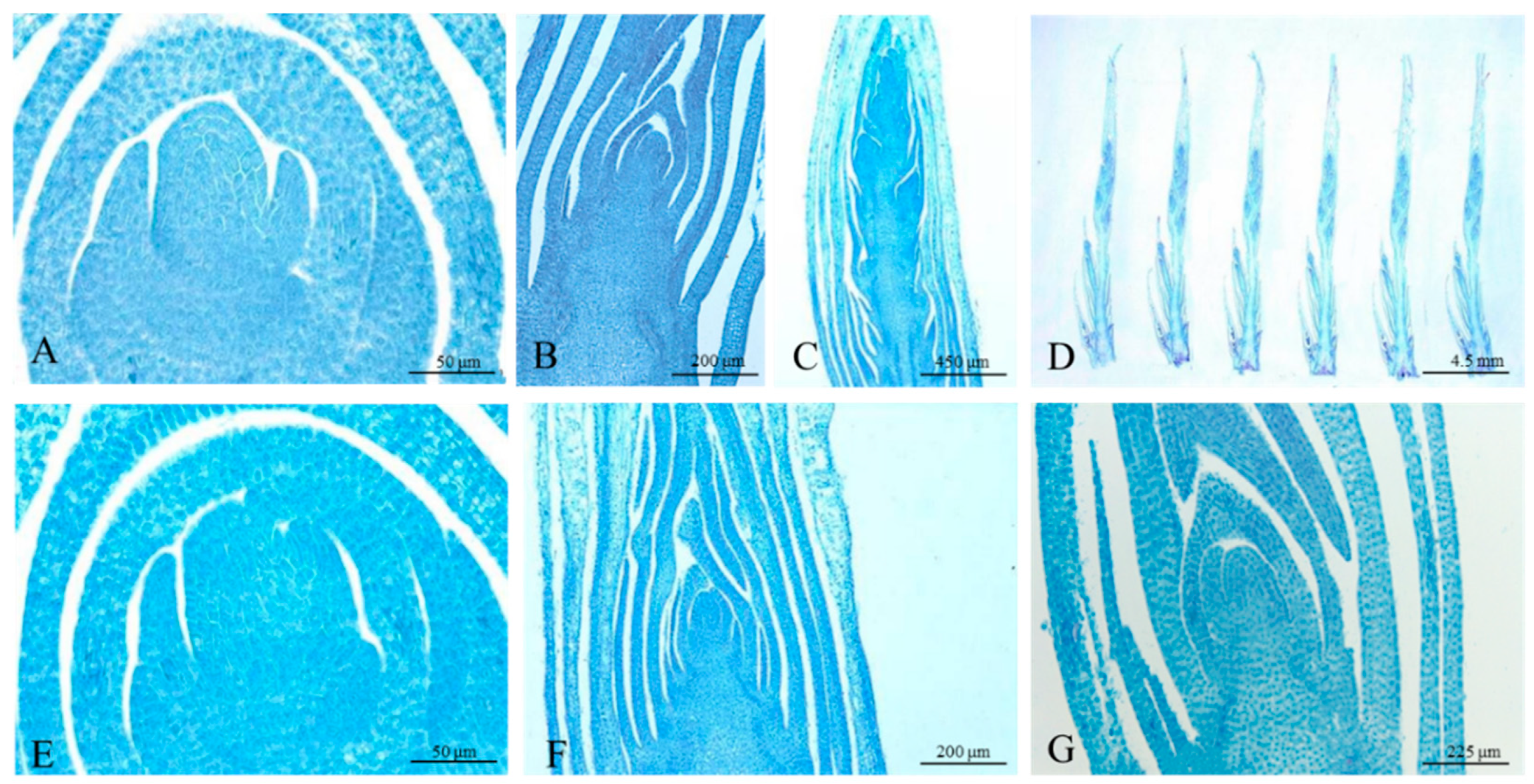 Forests 11 01229 g002
