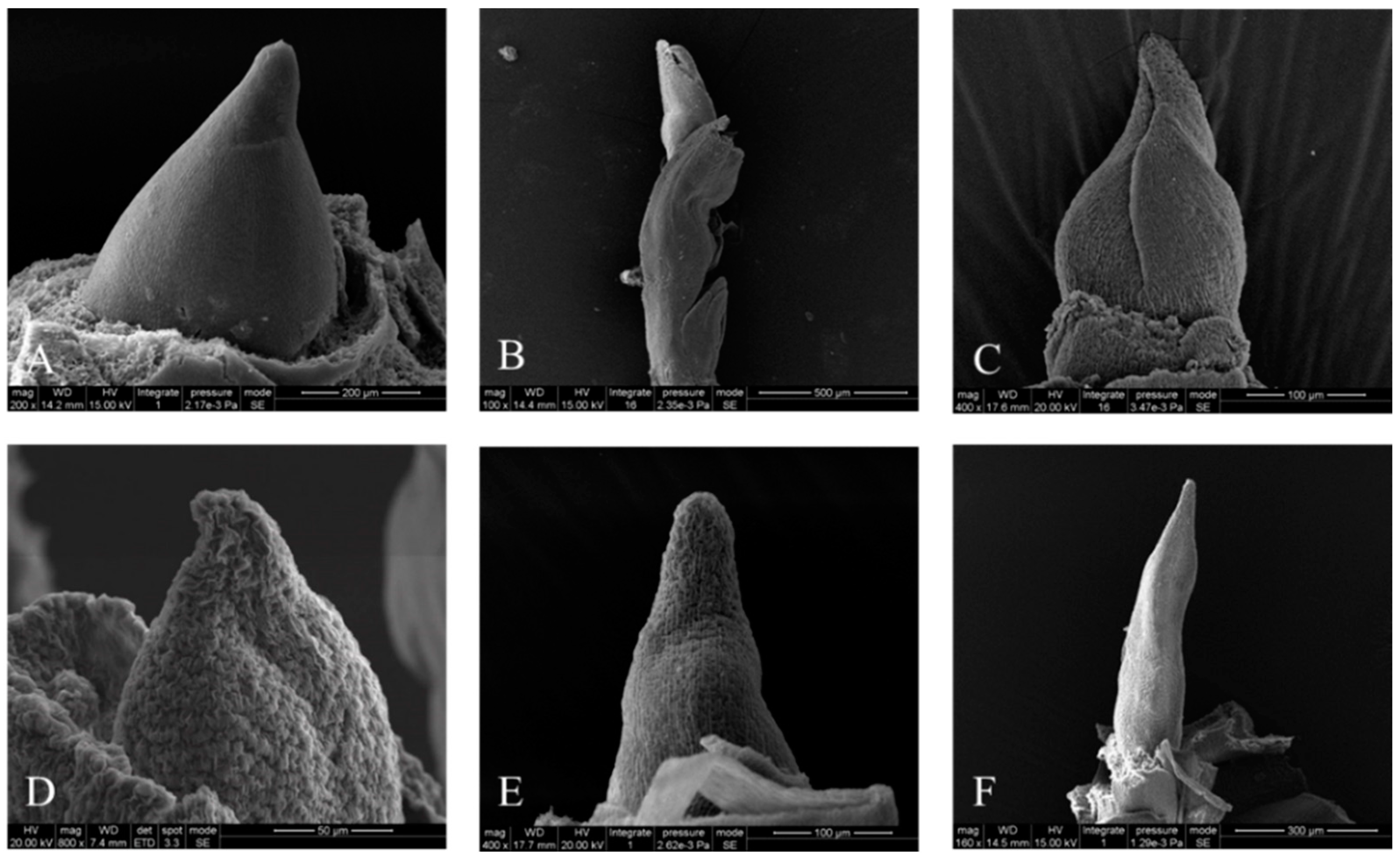 Forests 11 01229 g003