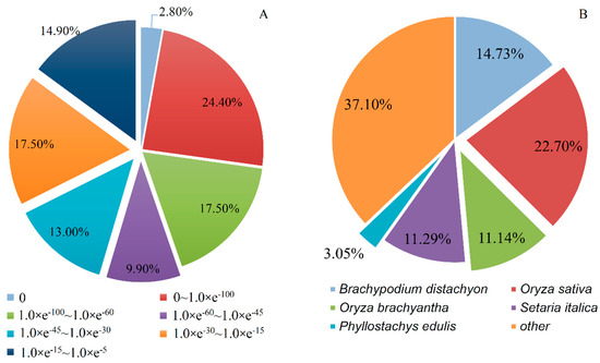 Morphological Characteristics and Transcriptome Comparisons of the