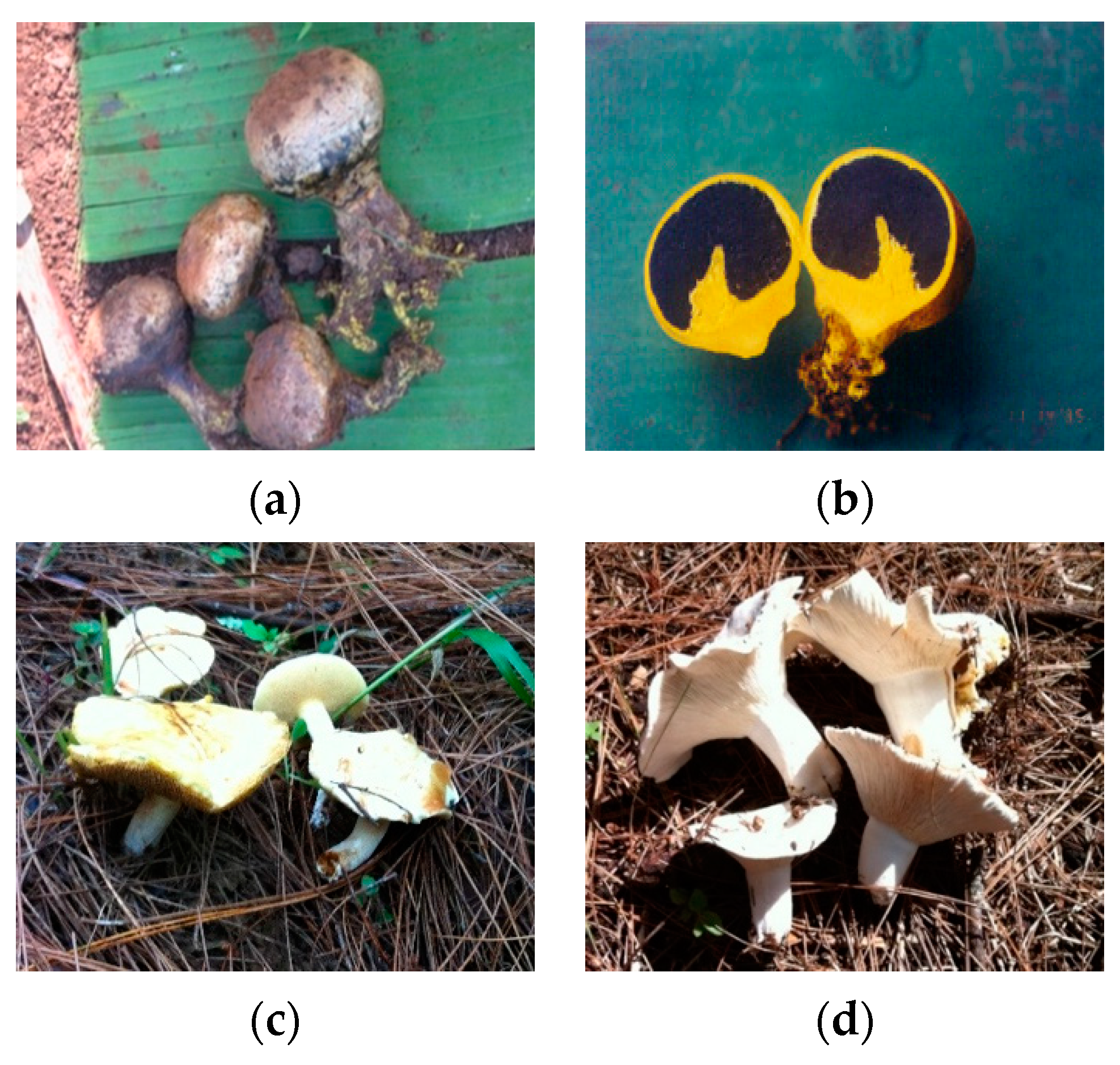 Forests 11 01235 g003a Forests 11 01235 g003a