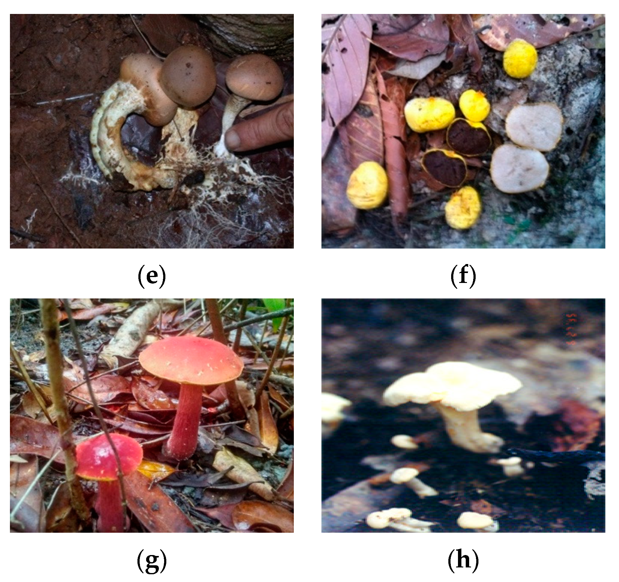 Forests 11 01235 g003b Forests 11 01235 g003b